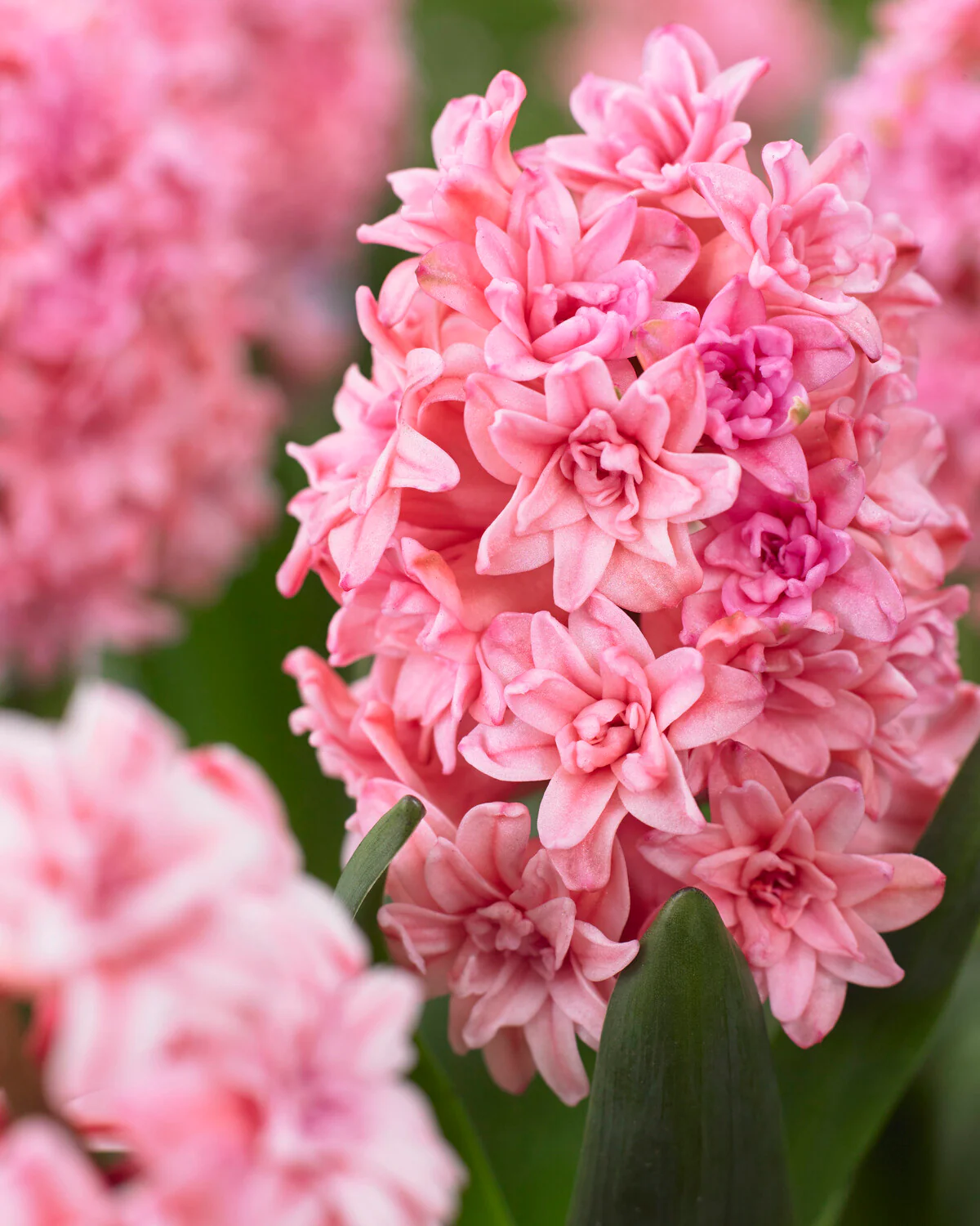 Hyacinth 'Spring Beauty' - Image 4
