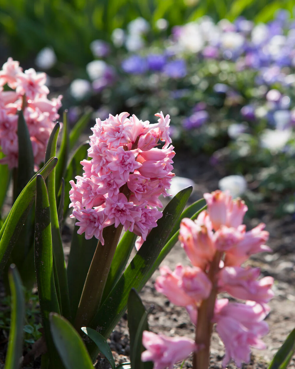 Hyacinth 'Spring Beauty' - Image 5