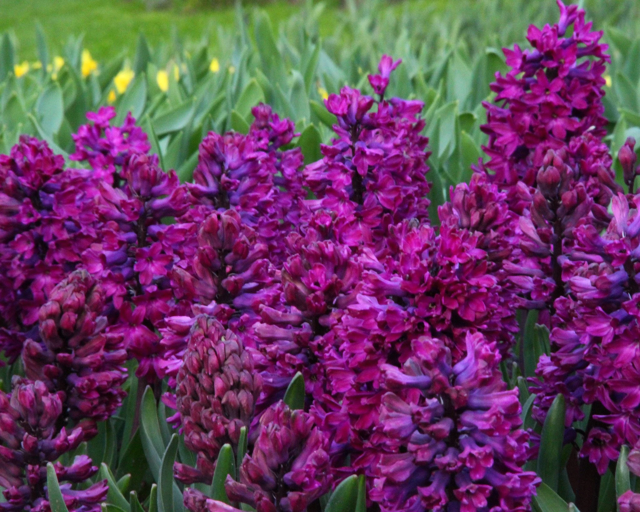 Hyacinth 'Woodstock' - Image 4