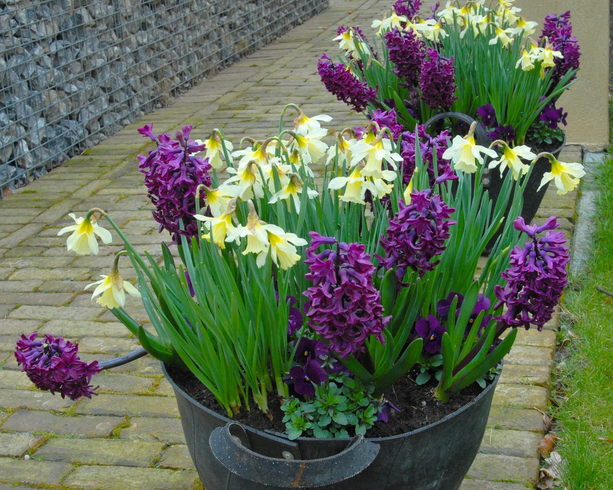 Hyacinth 'Woodstock' - Image 5