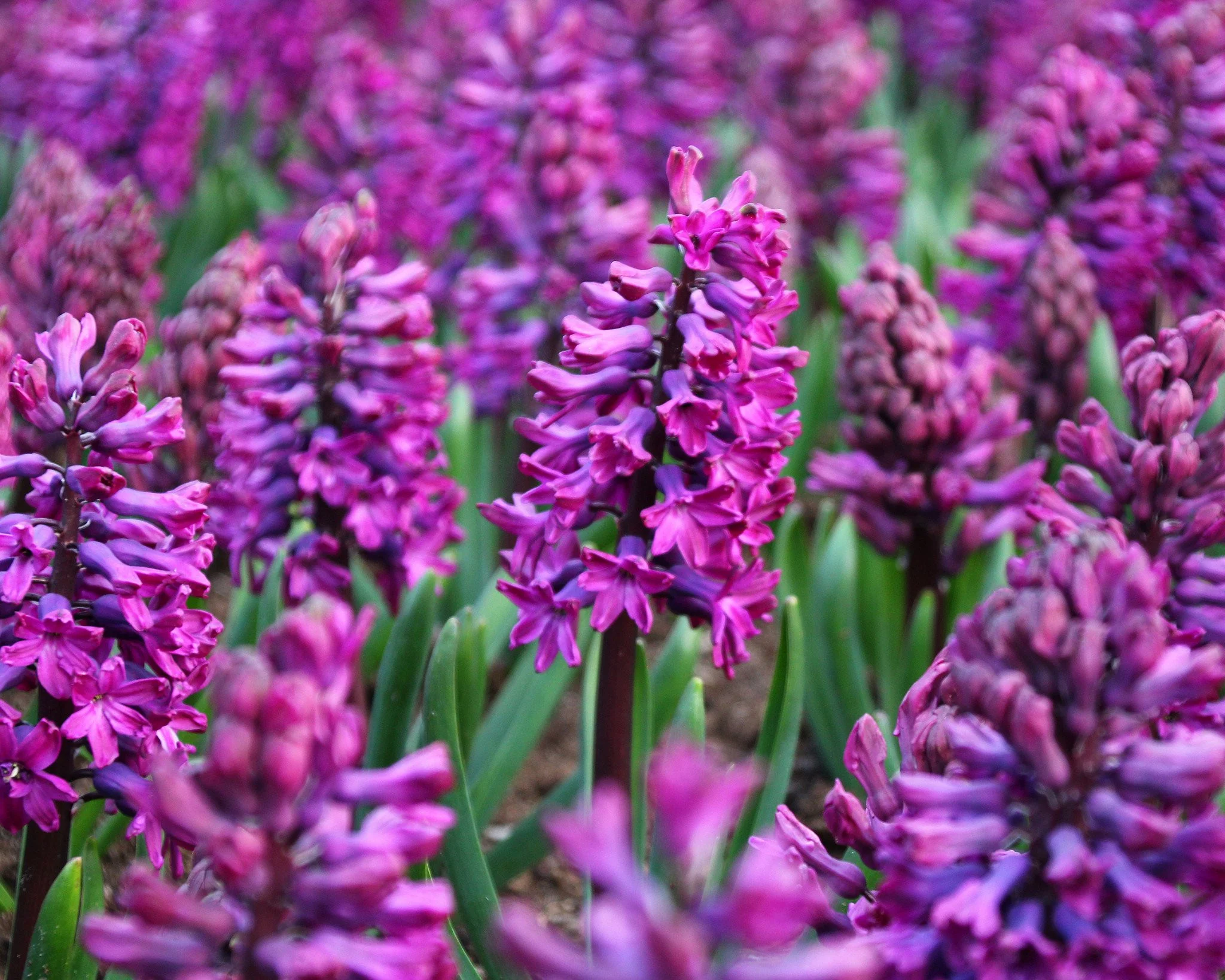 Hyacinth 'Woodstock' - Image 8