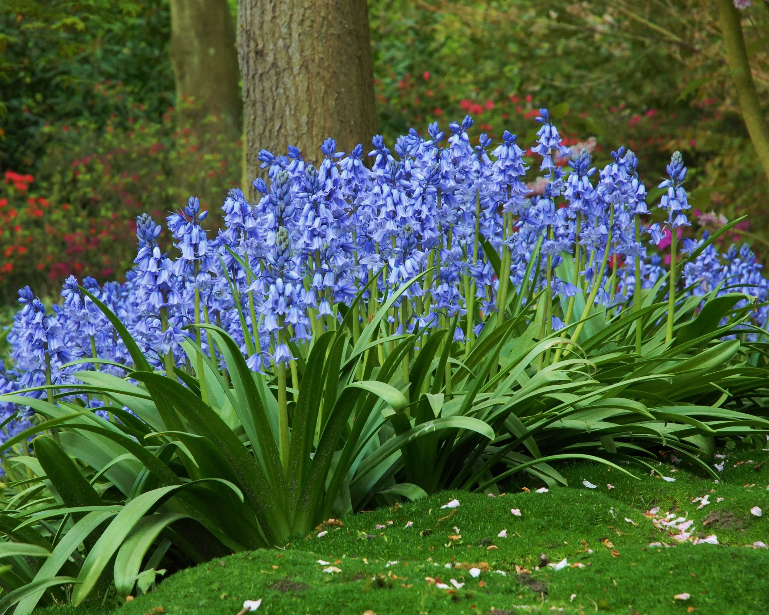 Hyacinthoides 'Excelsior' - Image 4