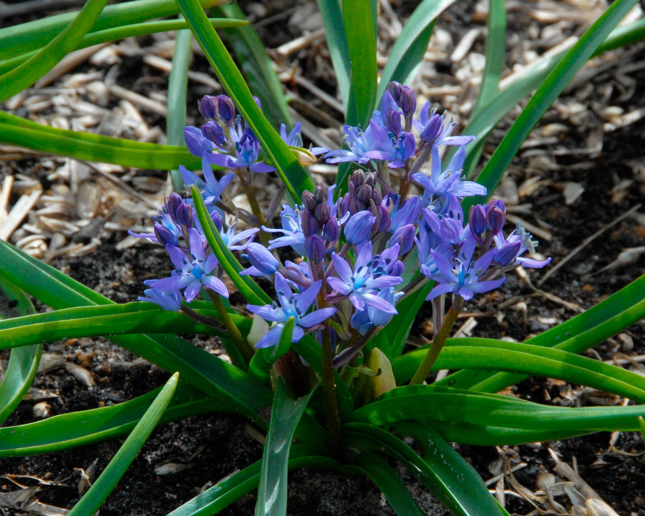 Hyacinthoides italica - Image 3