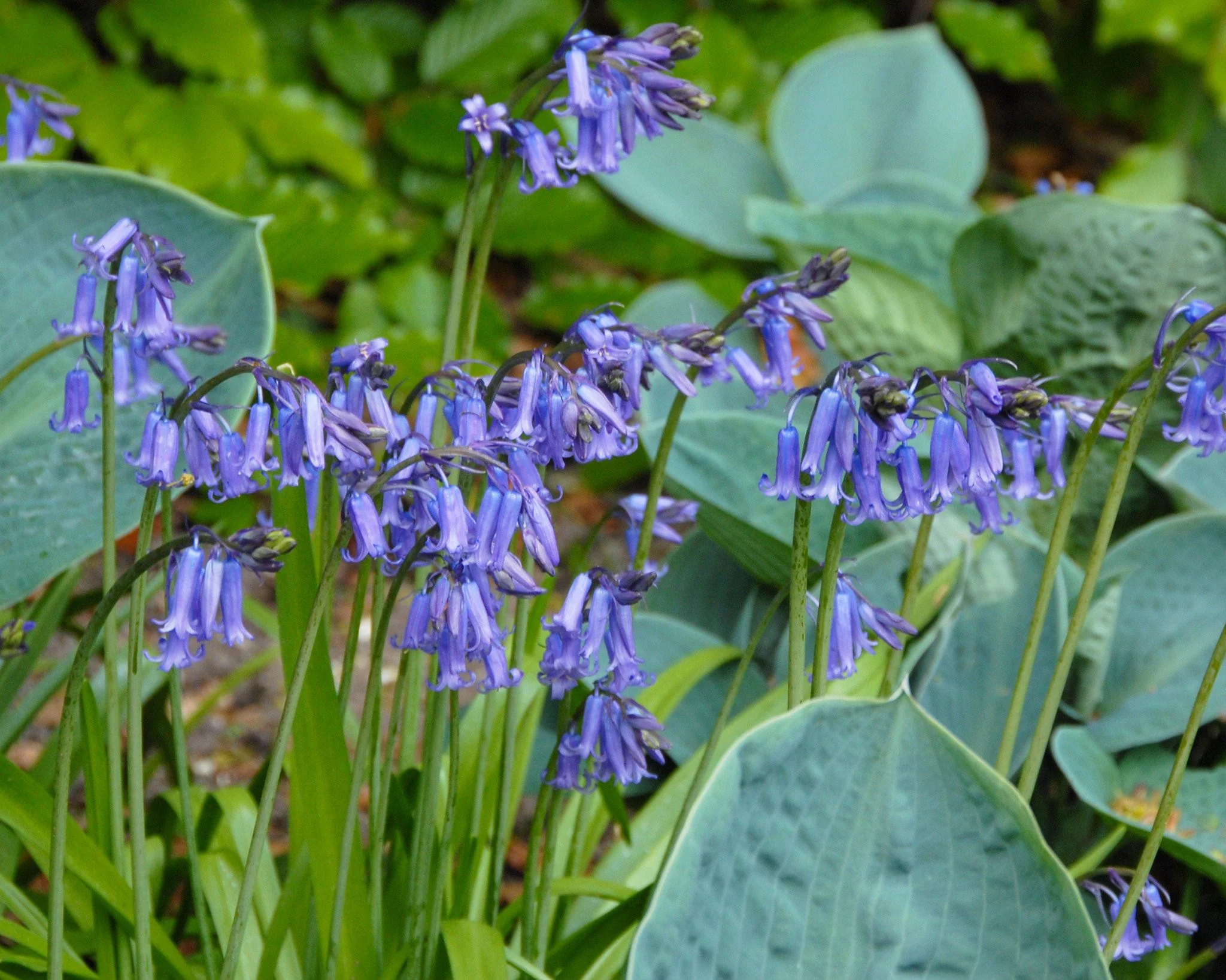 Hyacinthoides non-scripta - Image 2