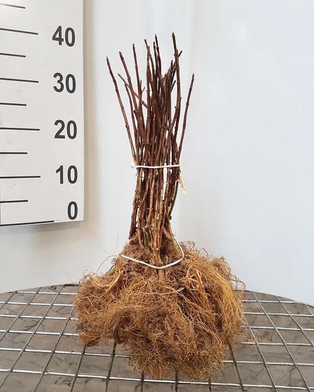 Hydrangea 'Bonfire' - Image 15