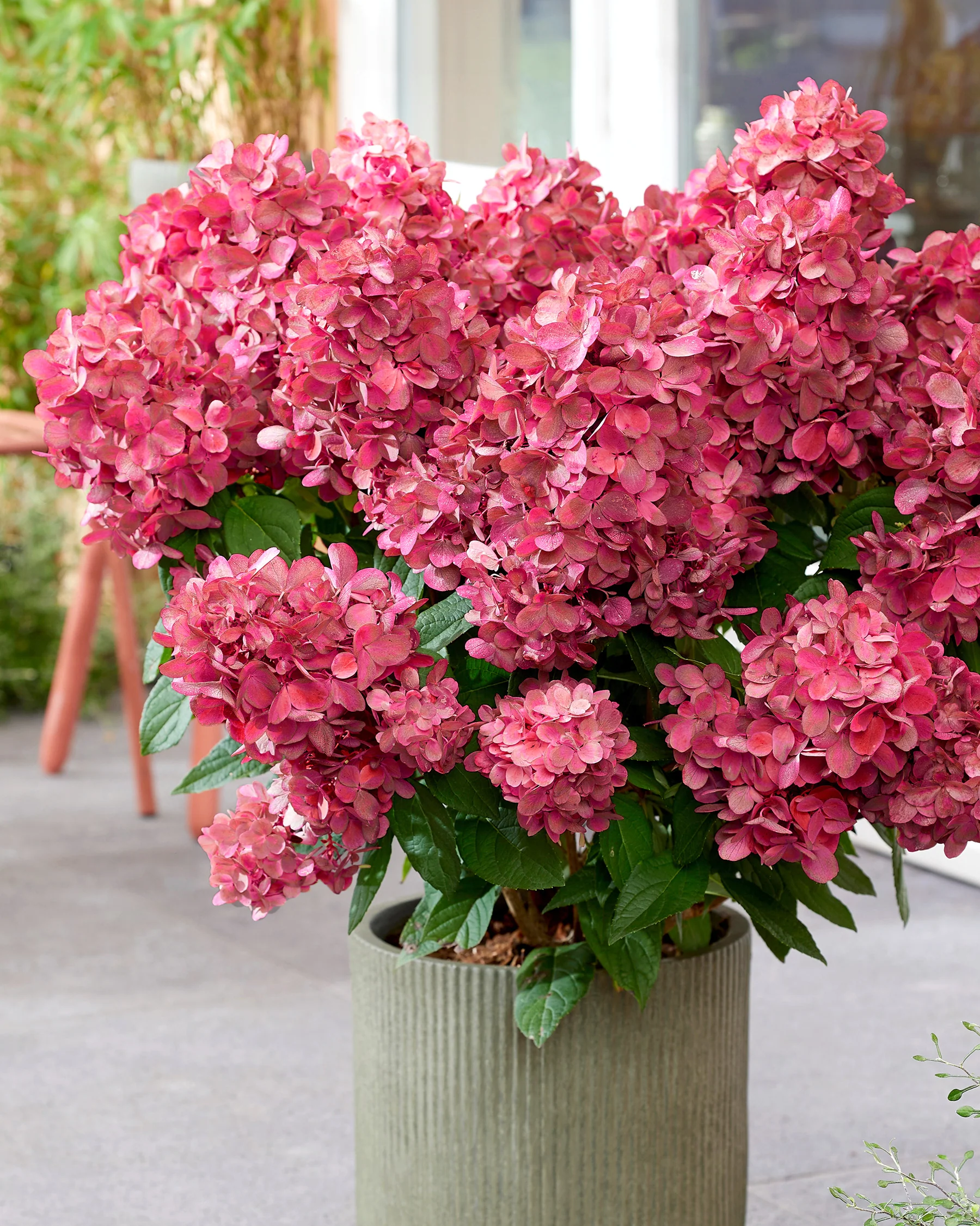 Hydrangea 'Bonfire' - Image 3
