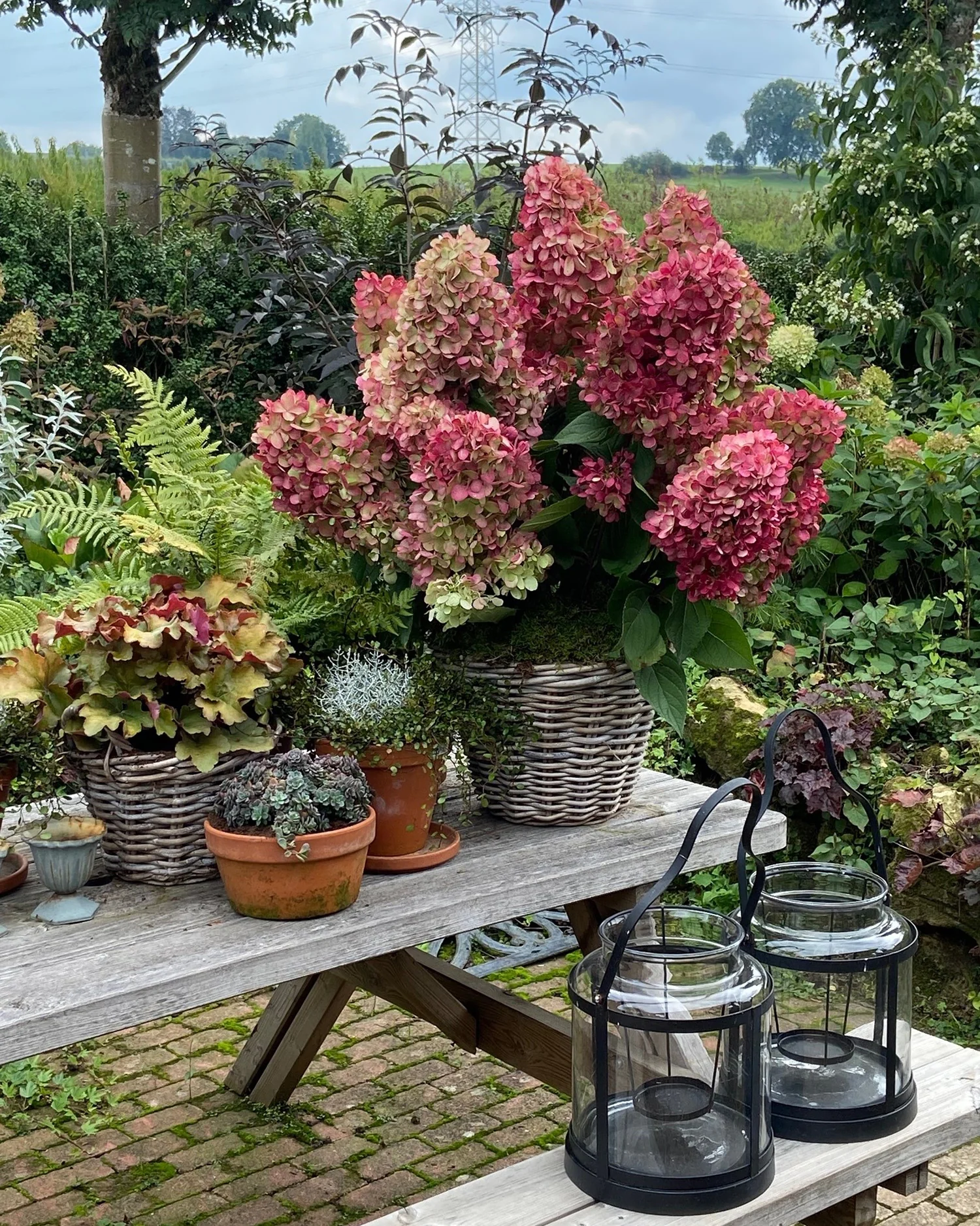 Hydrangea 'Bonfire' - Image 4