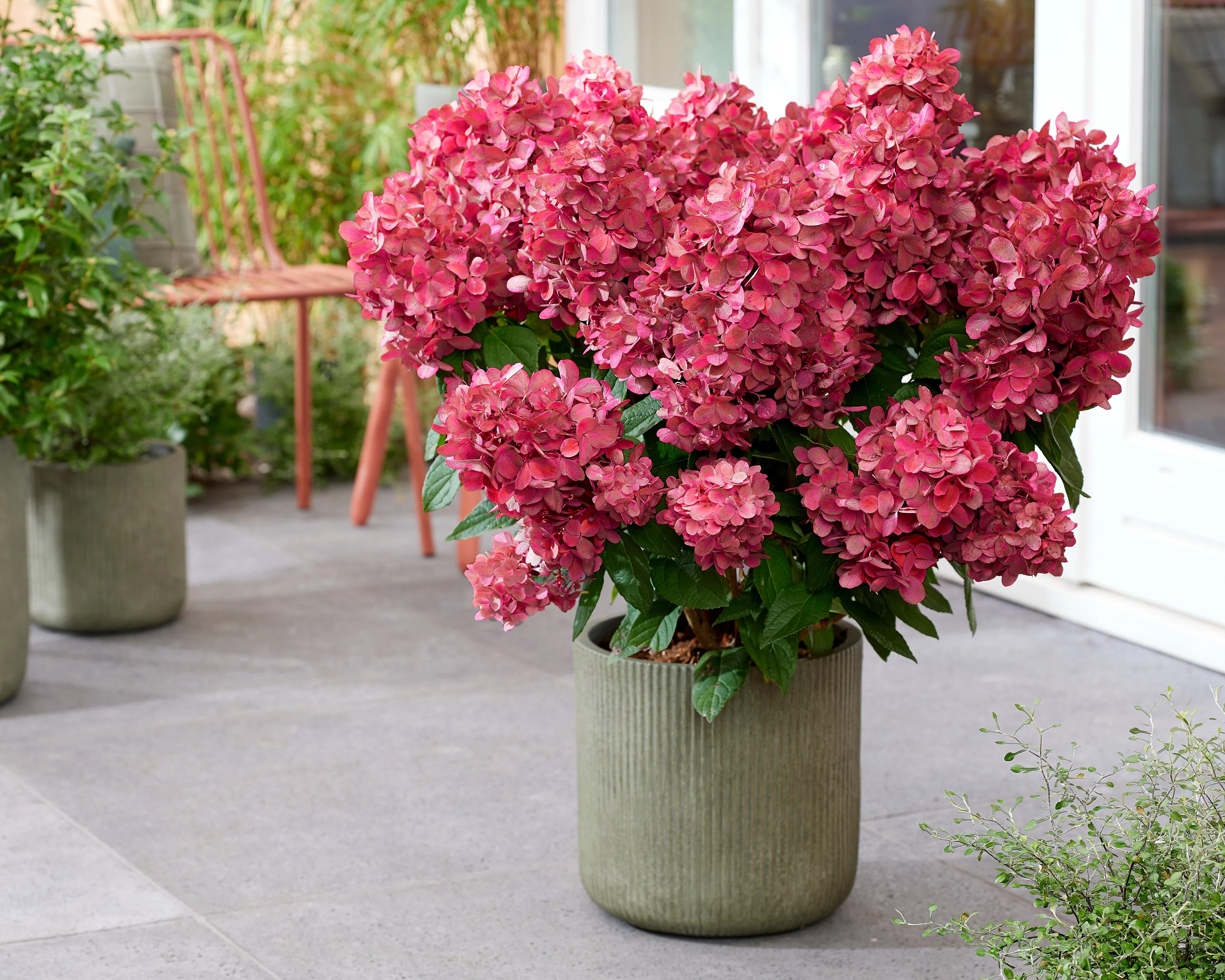Hydrangea 'Bonfire' - Image 5