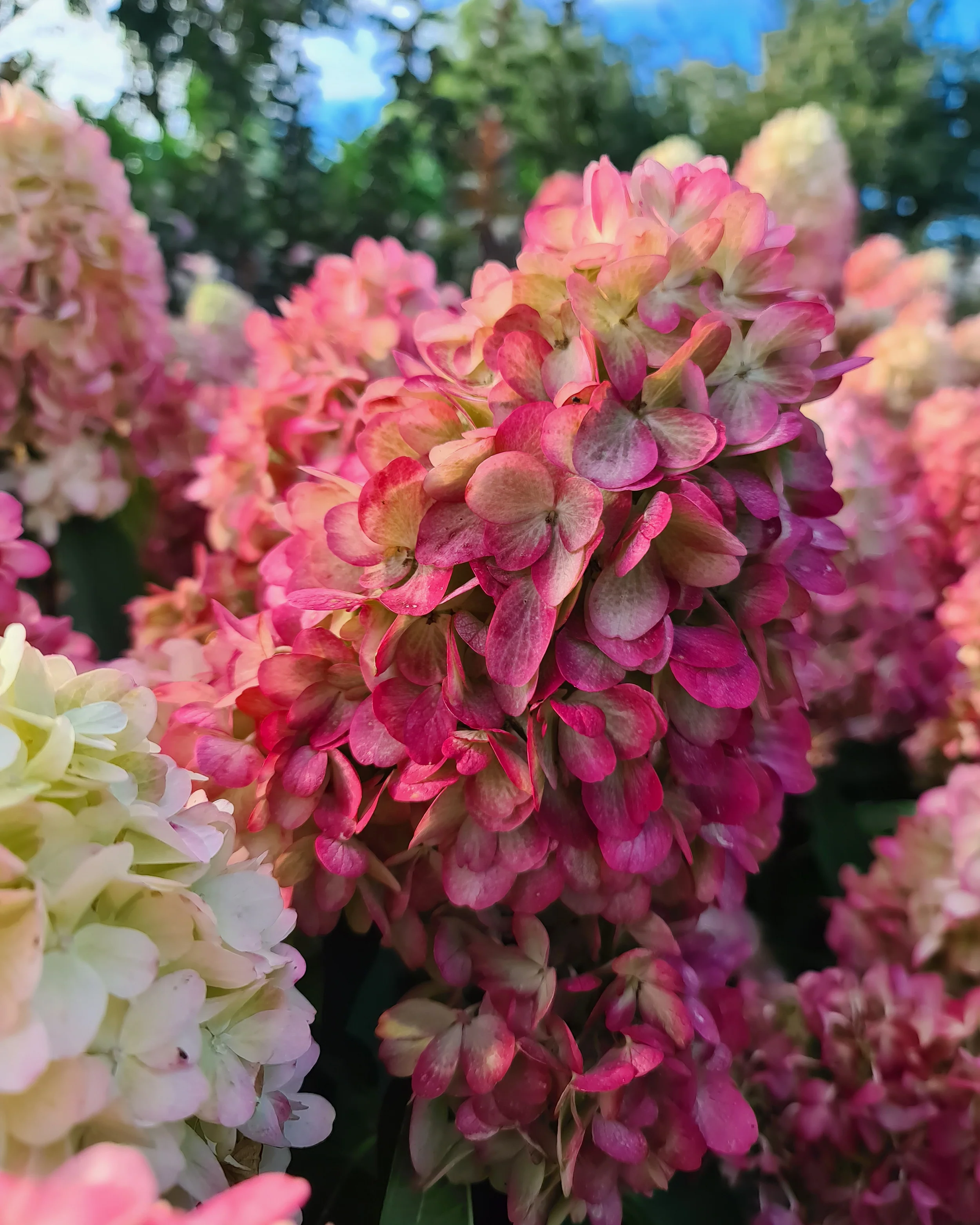 Hydrangea 'Bonfire' - Image 8