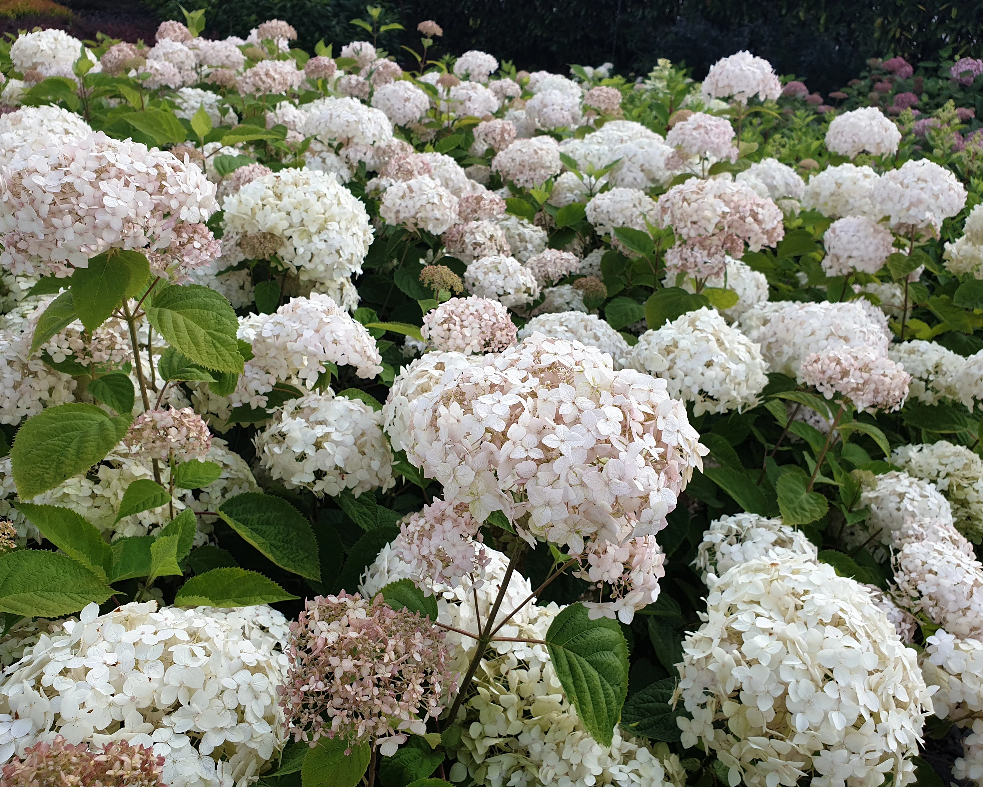 Hydrangea 'Candybelle Marshmallow' - Image 11