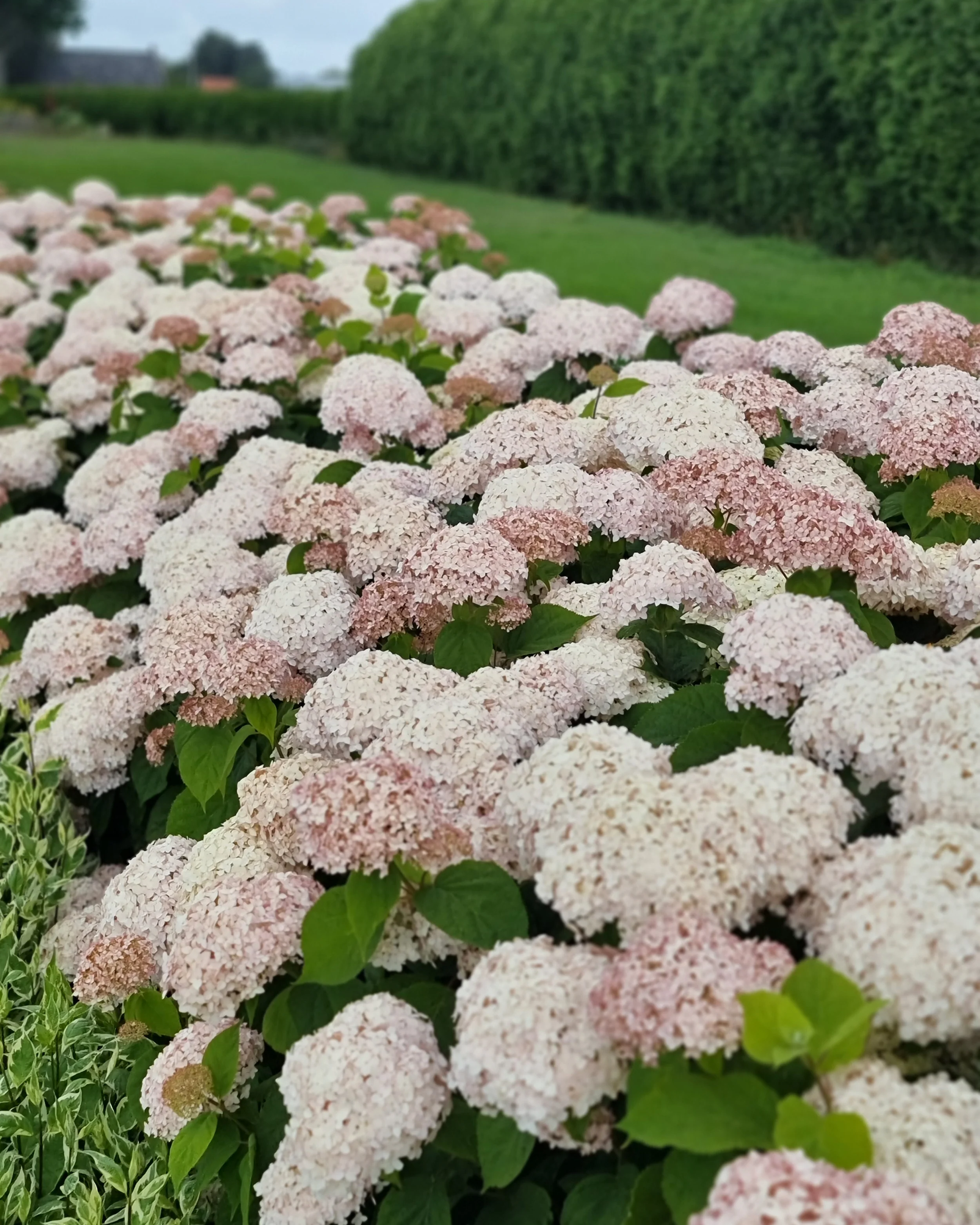 Hydrangea 'Candybelle Marshmallow' - Image 14