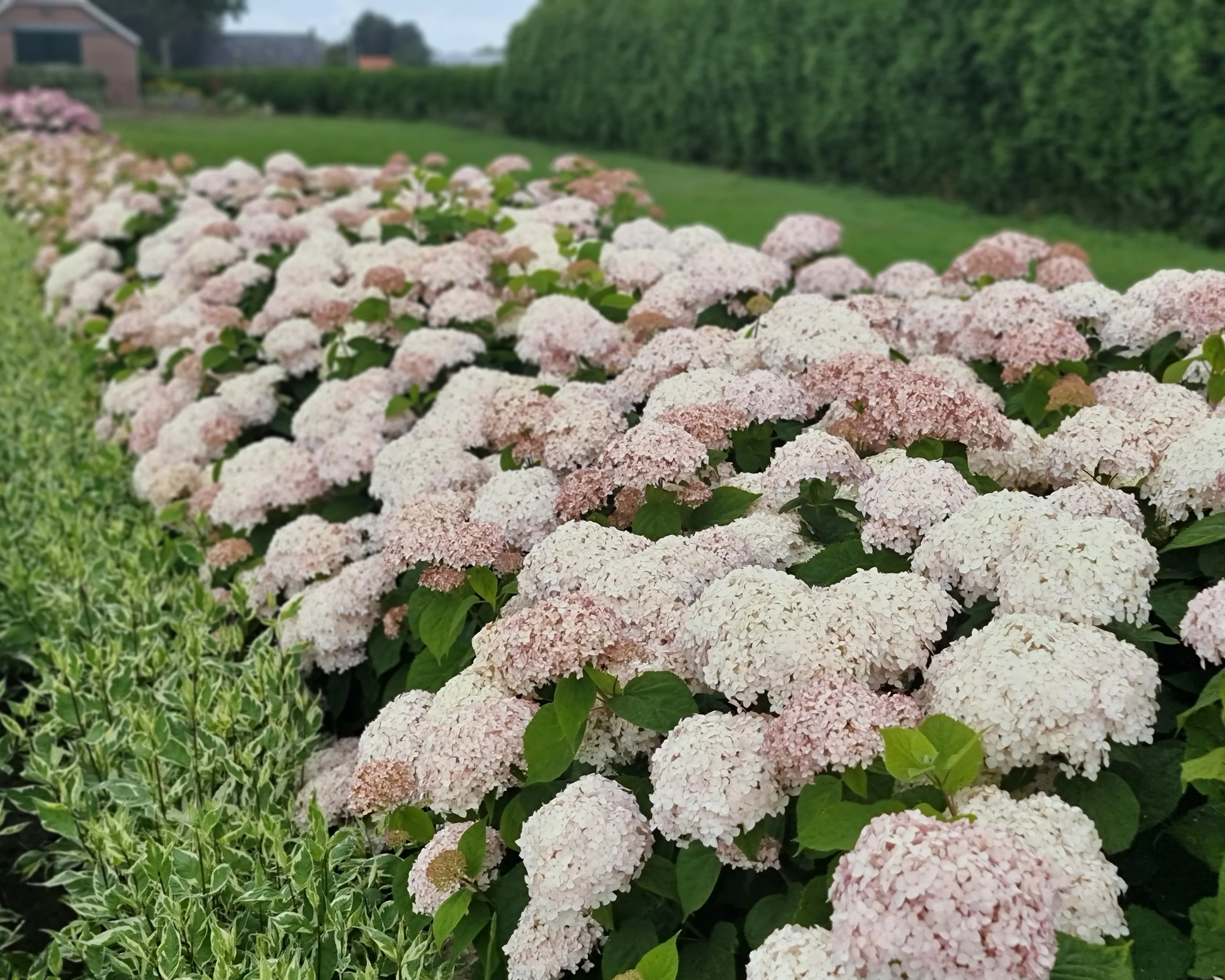 Hydrangea 'Candybelle Marshmallow' - Image 16