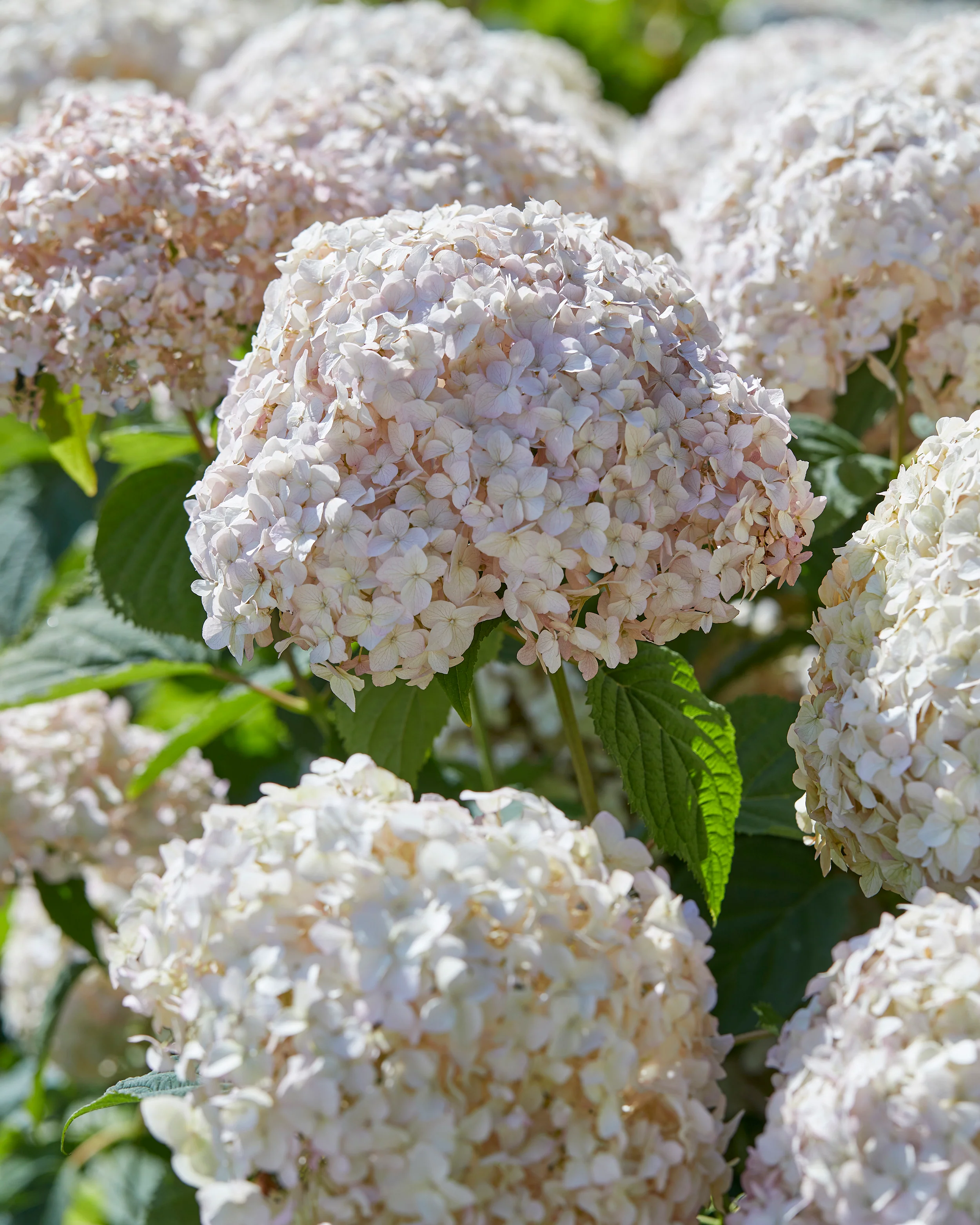 Hydrangea 'Candybelle Marshmallow' - Image 3