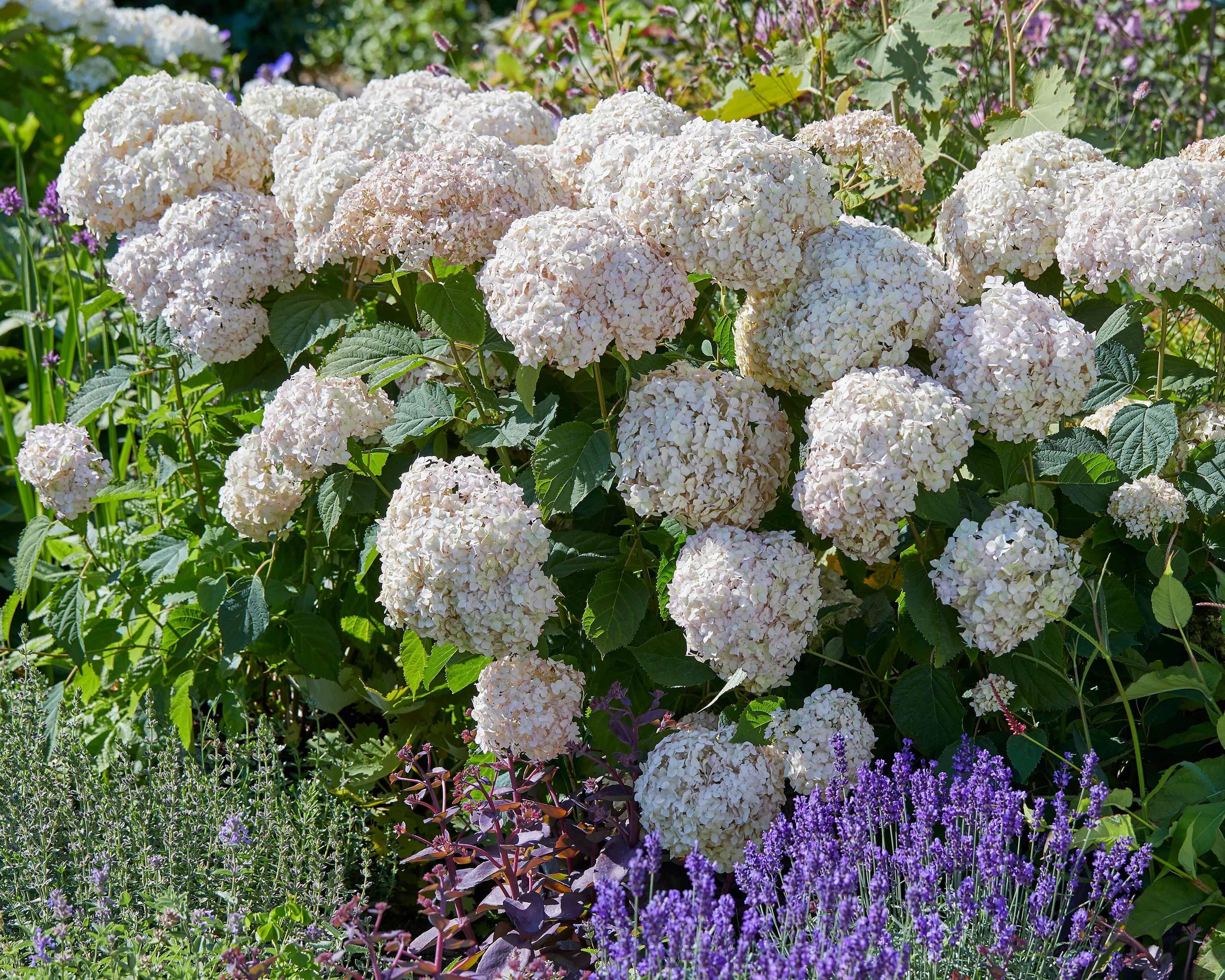 Hydrangea 'Candybelle Marshmallow' - Image 6