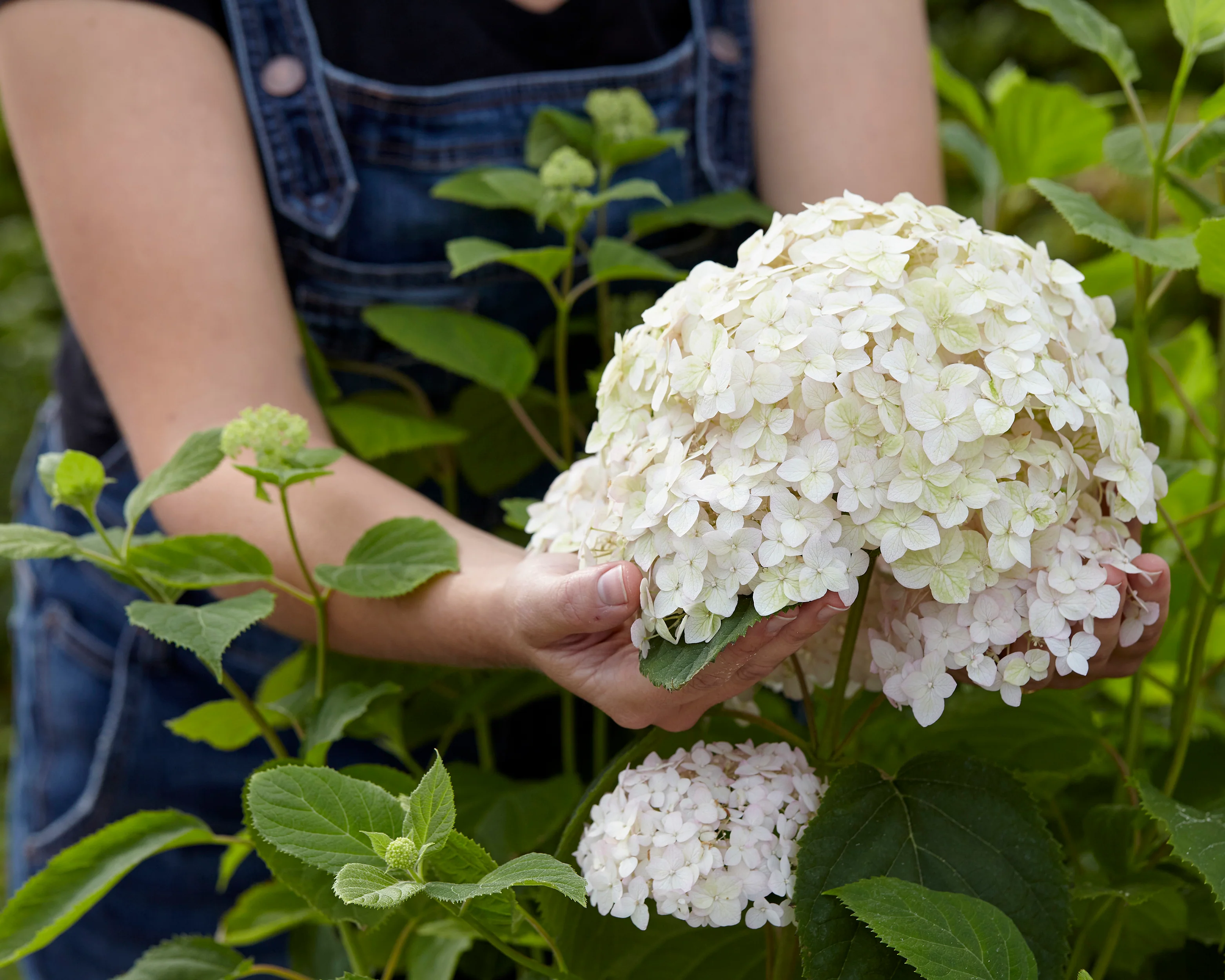 Hydrangea 'Candybelle Marshmallow' - Image 8