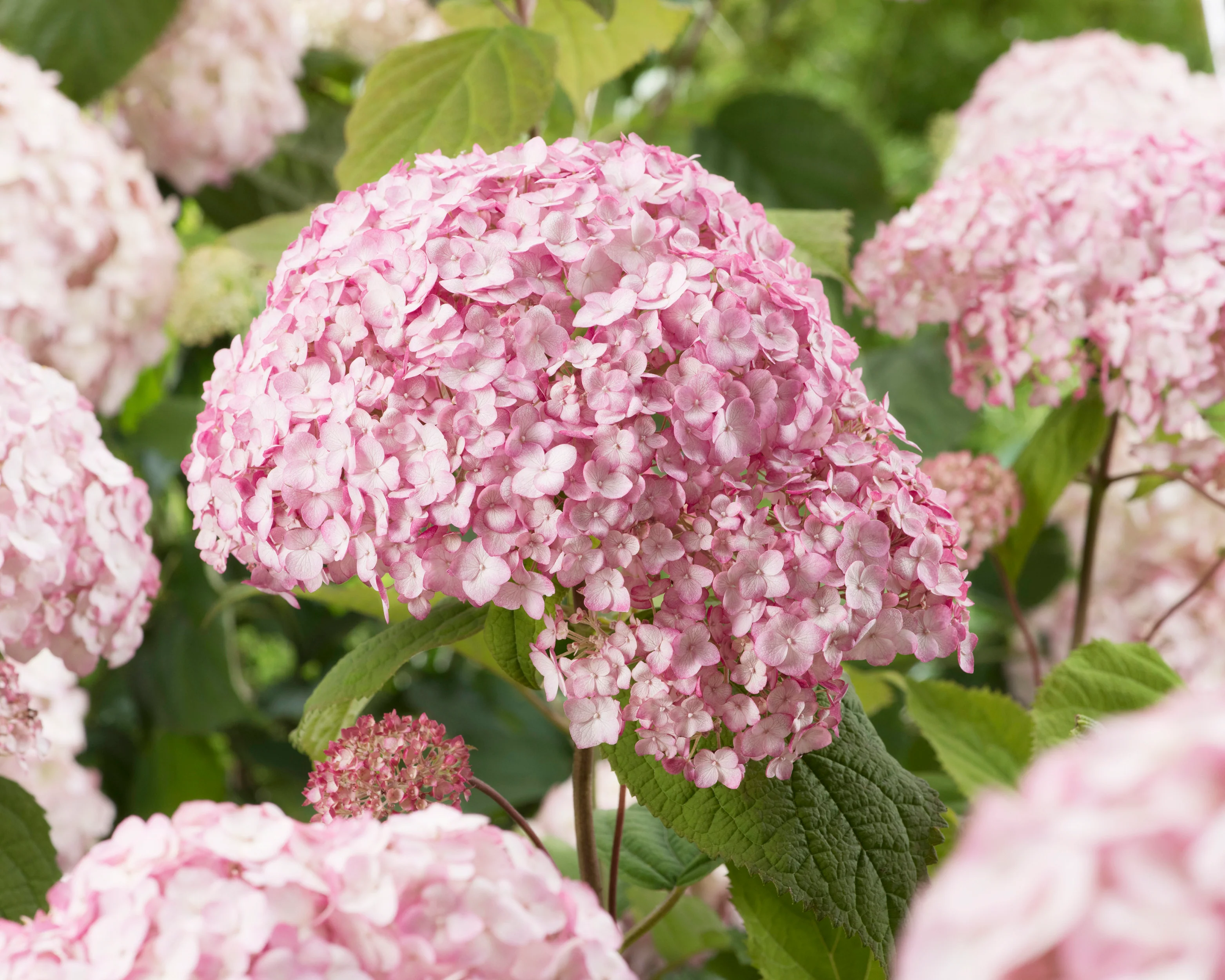 Hydrangea 'Candybelle Bubblegum' - Image 14