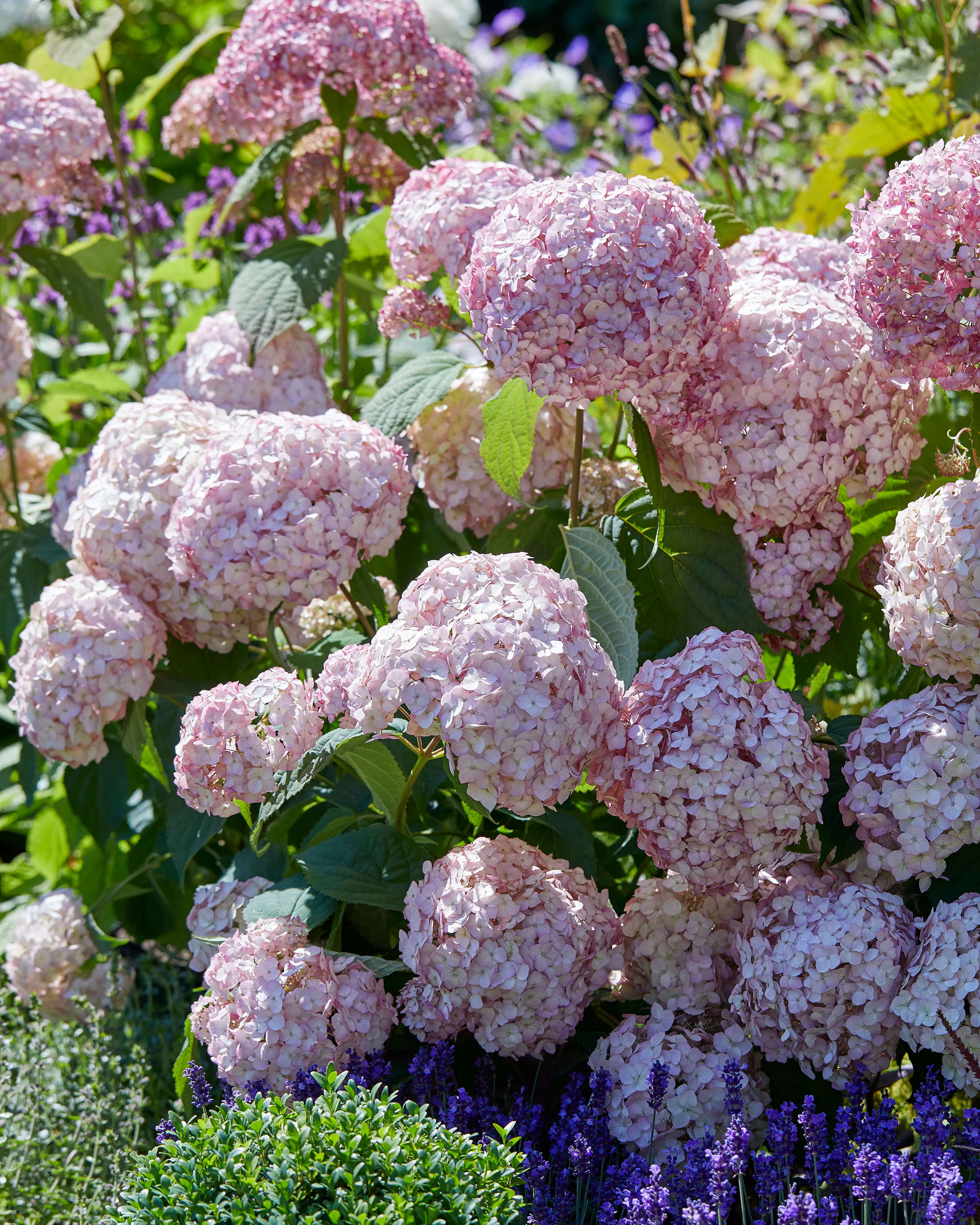 Hydrangea 'Candybelle Bubblegum' - Image 2