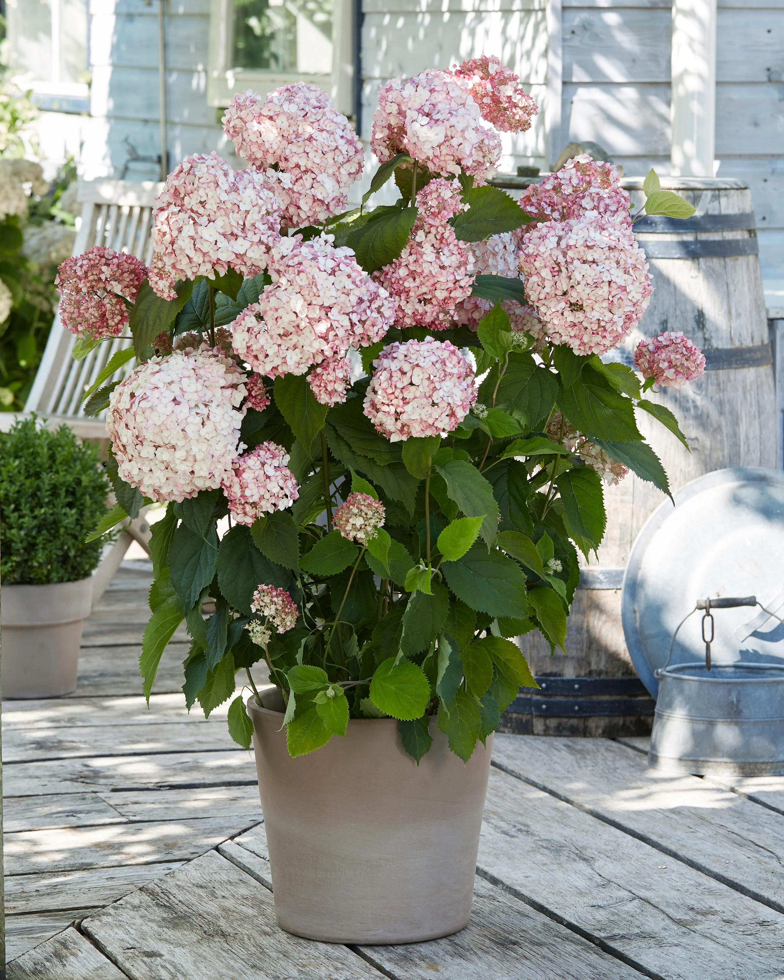 Hydrangea 'Candybelle Bubblegum' - Image 3