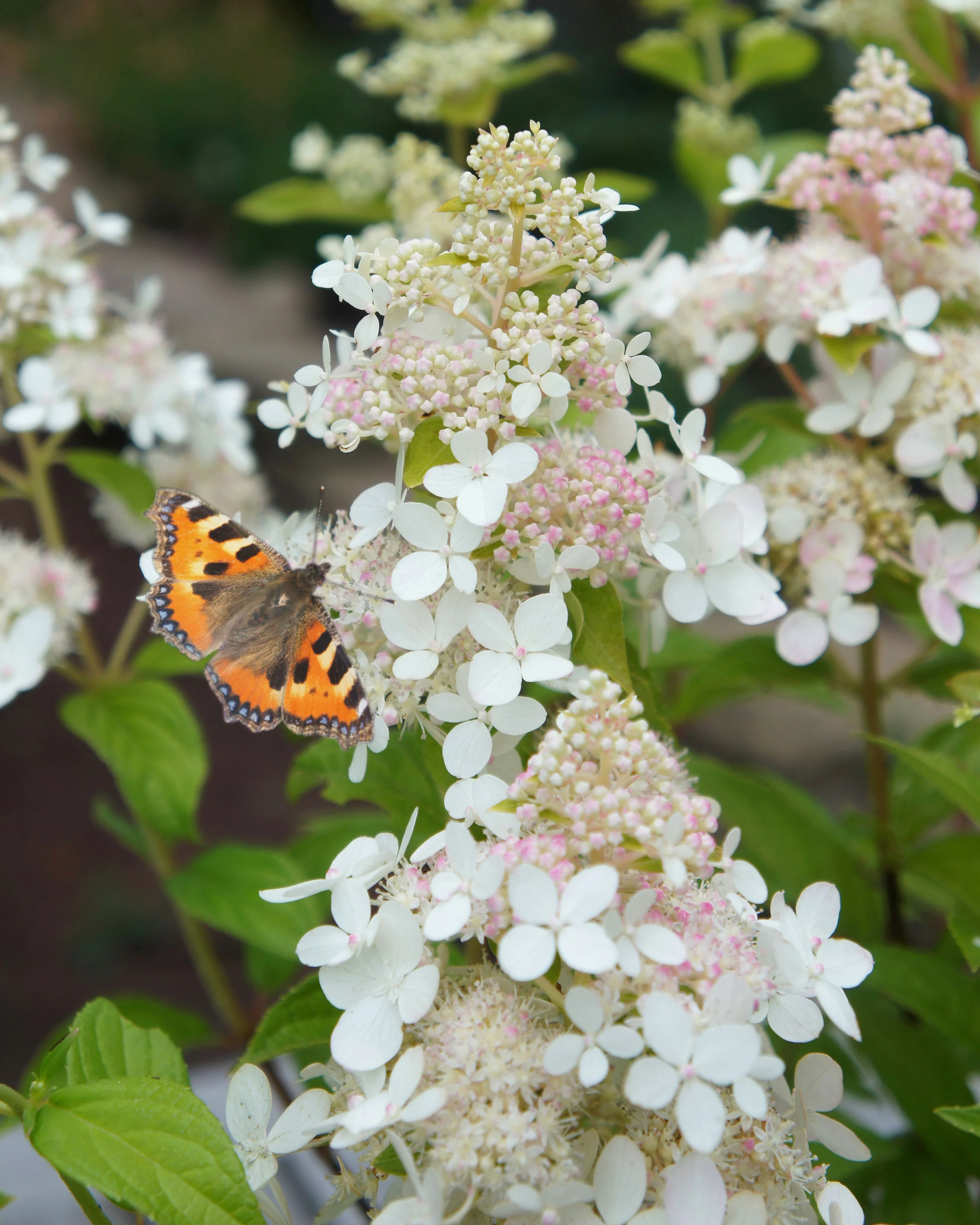 Hydrangea 'Confetti' - Image 3