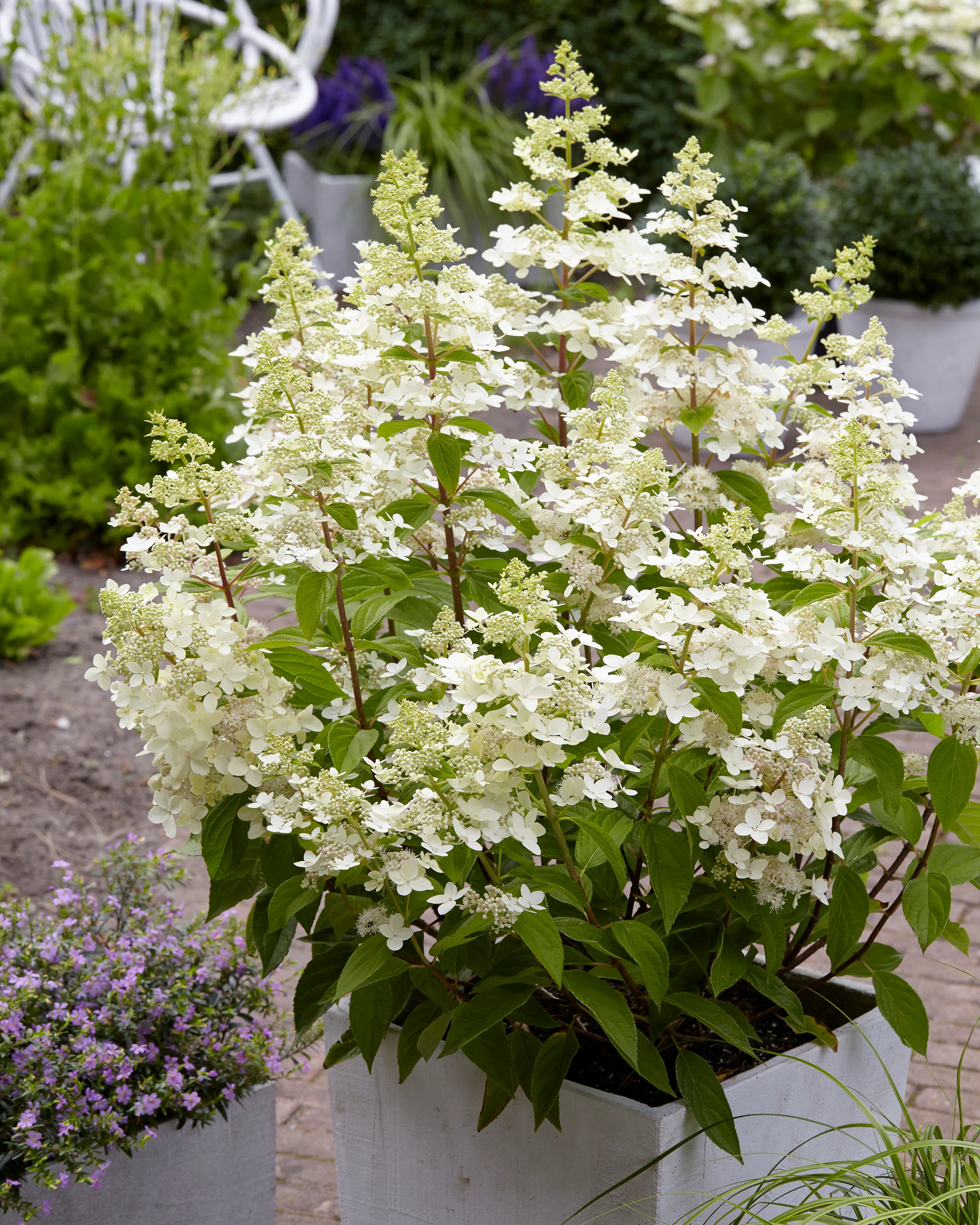 Hydrangea 'Confetti' - Image 5