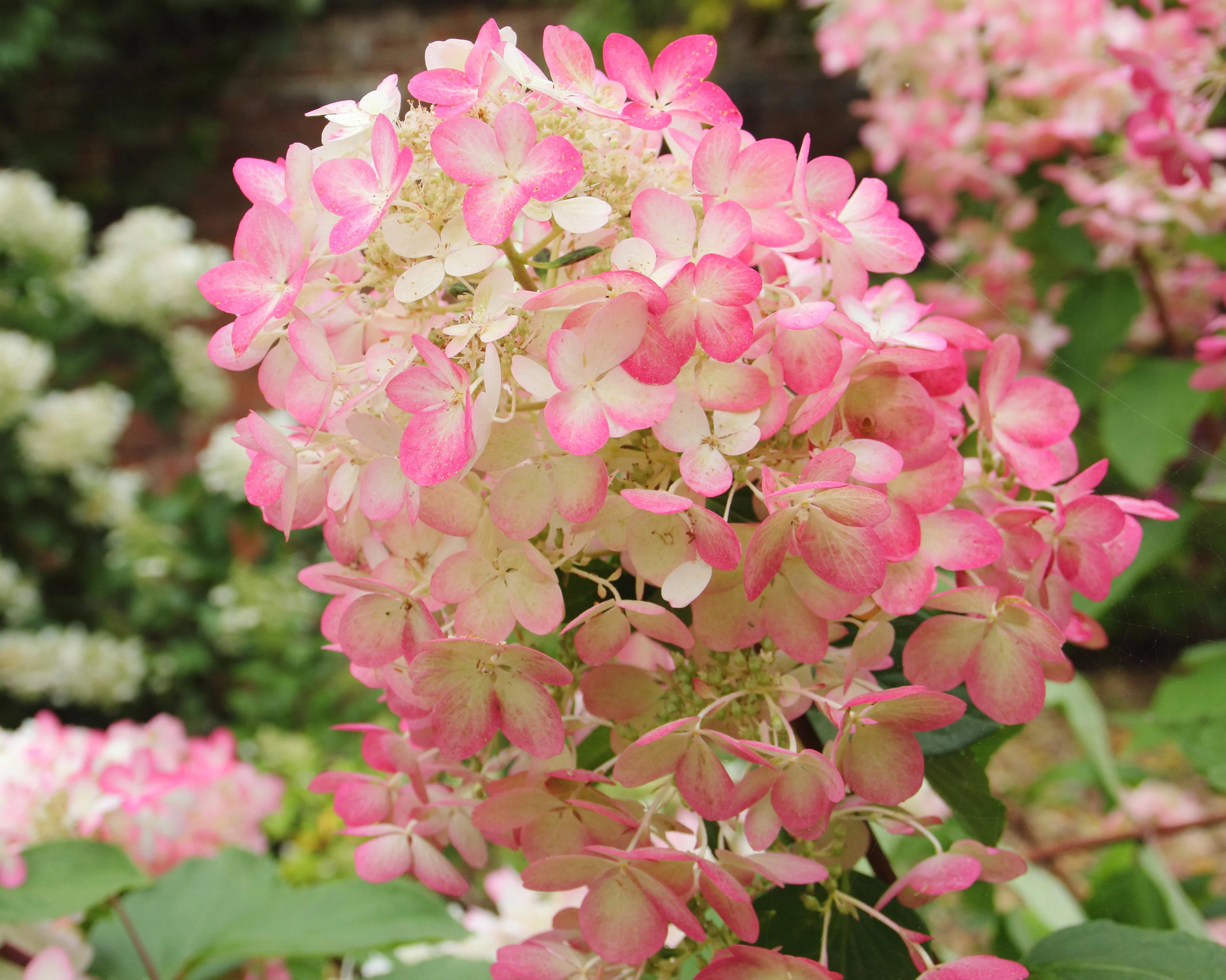 Hydrangea 'Diamant Rouge' - Image 2