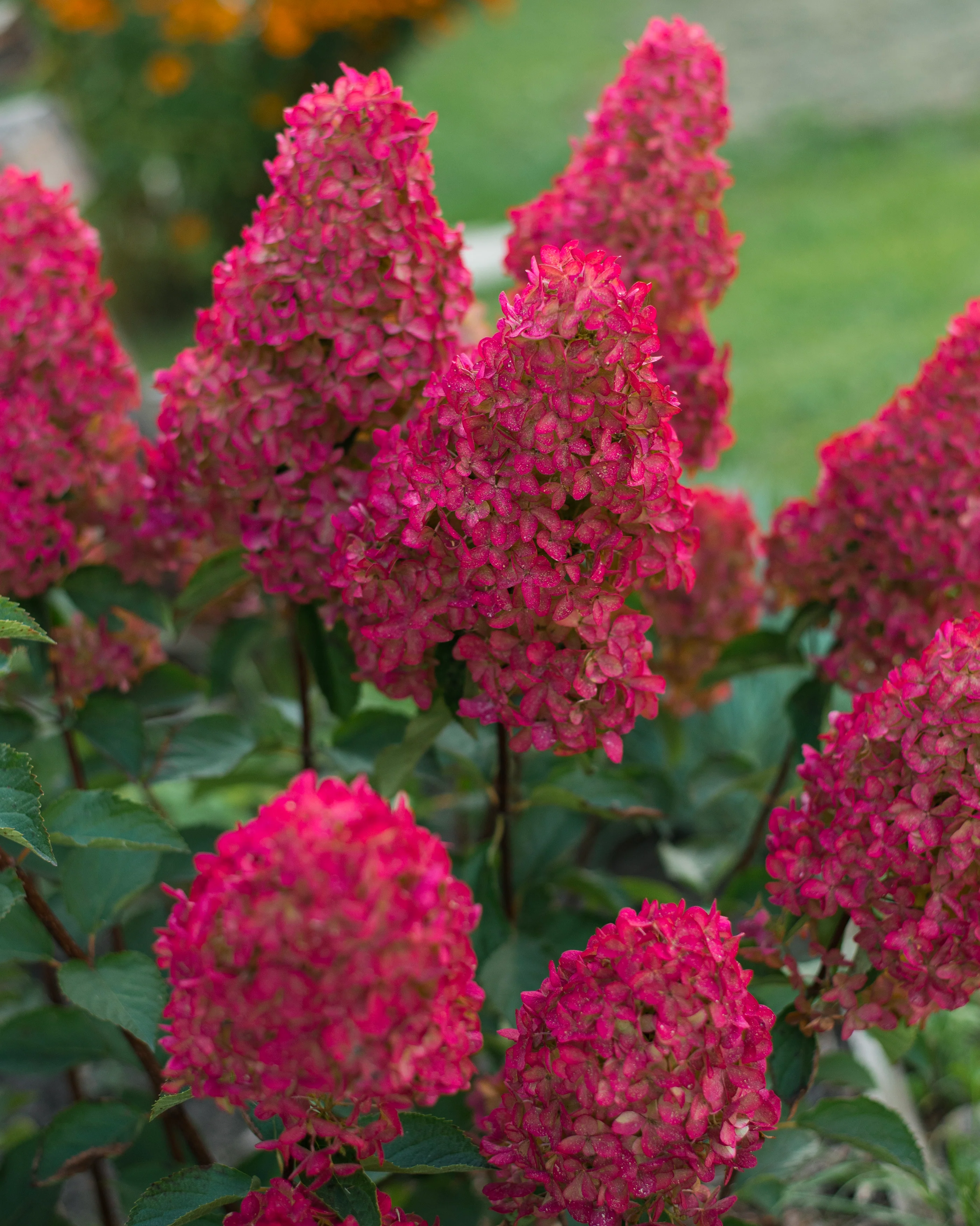Hydrangea 'Fraise Melba'
