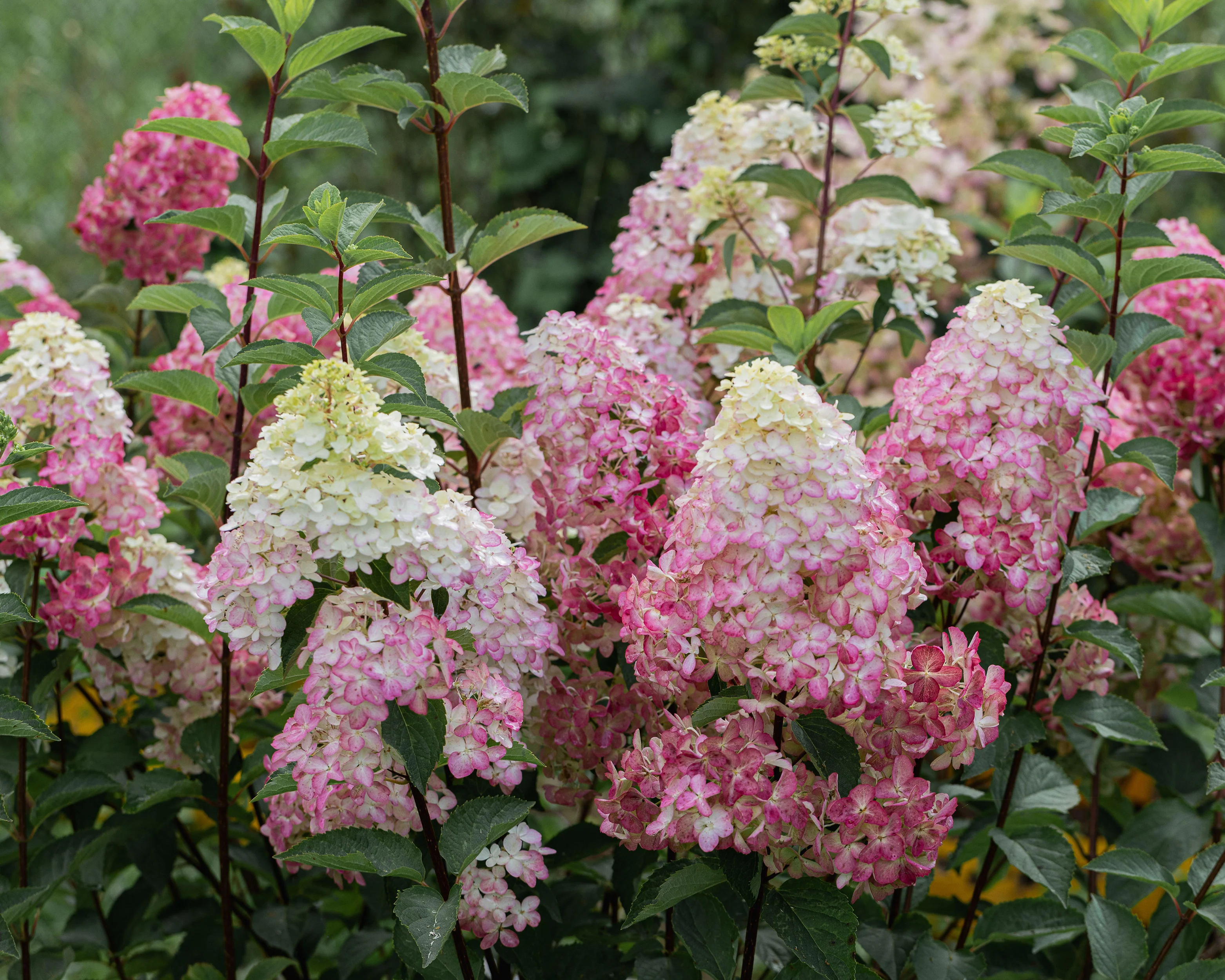 Hydrangea 'Fraise Melba' - Image 2