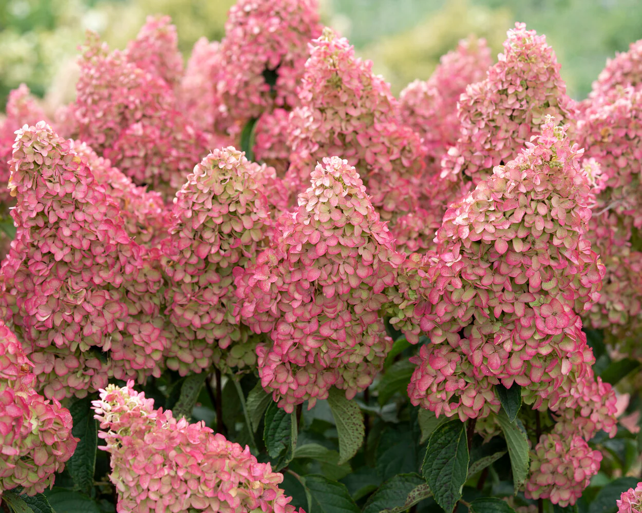 Hydrangea 'Fraise Melba' - Image 4