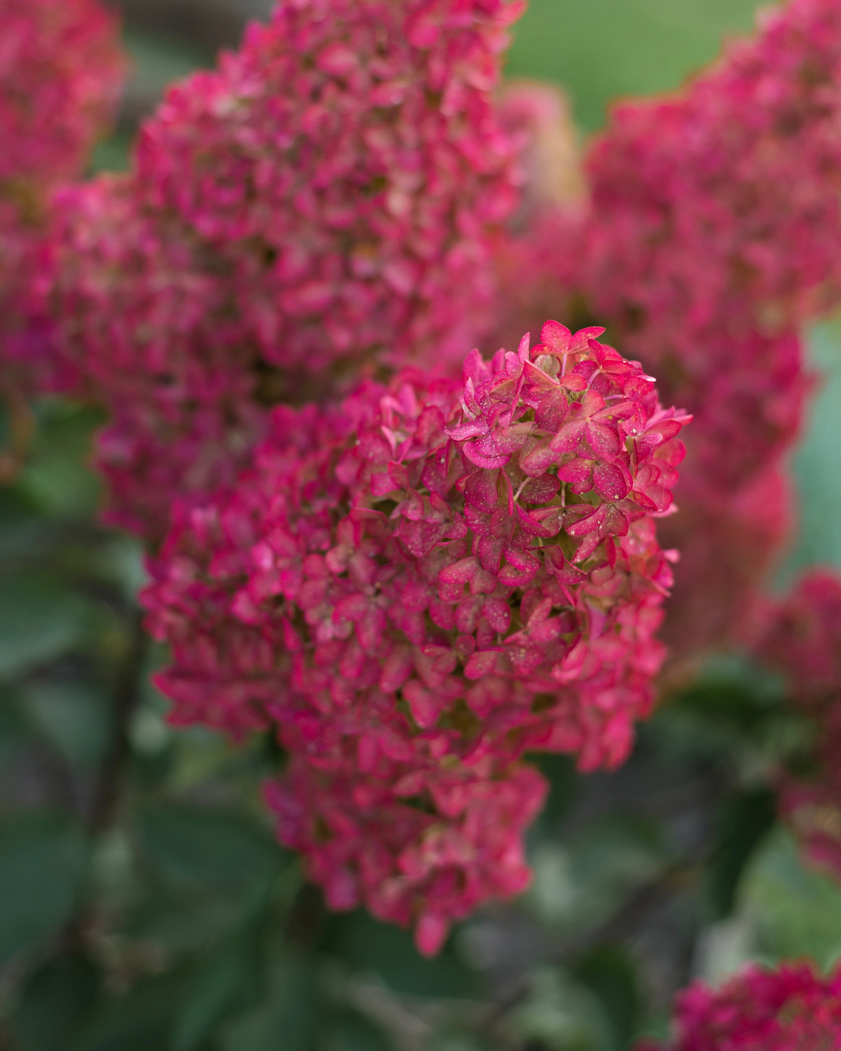 Hydrangea 'Fraise Melba' - Image 5