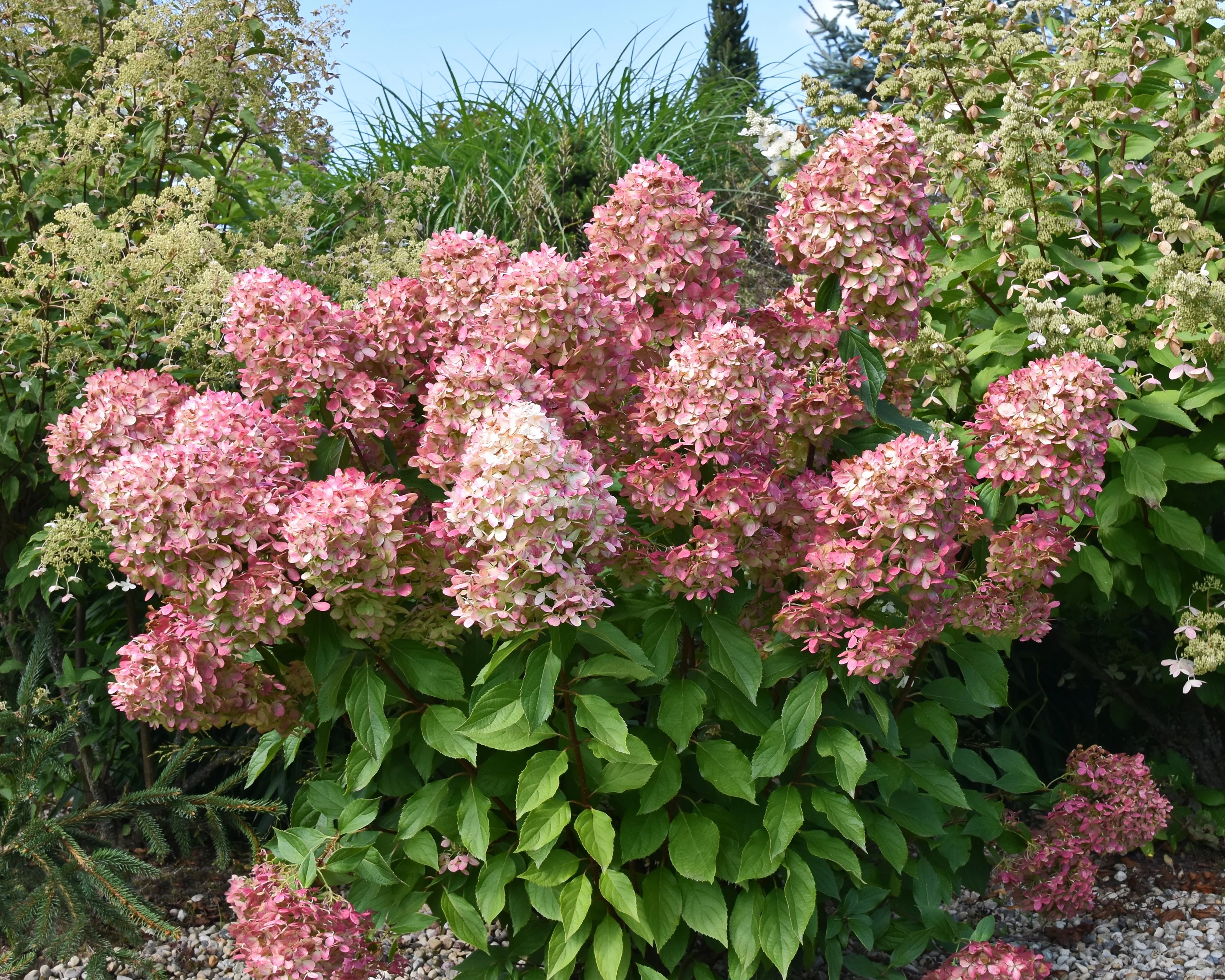 Hydrangea 'Graffiti' - Image 2