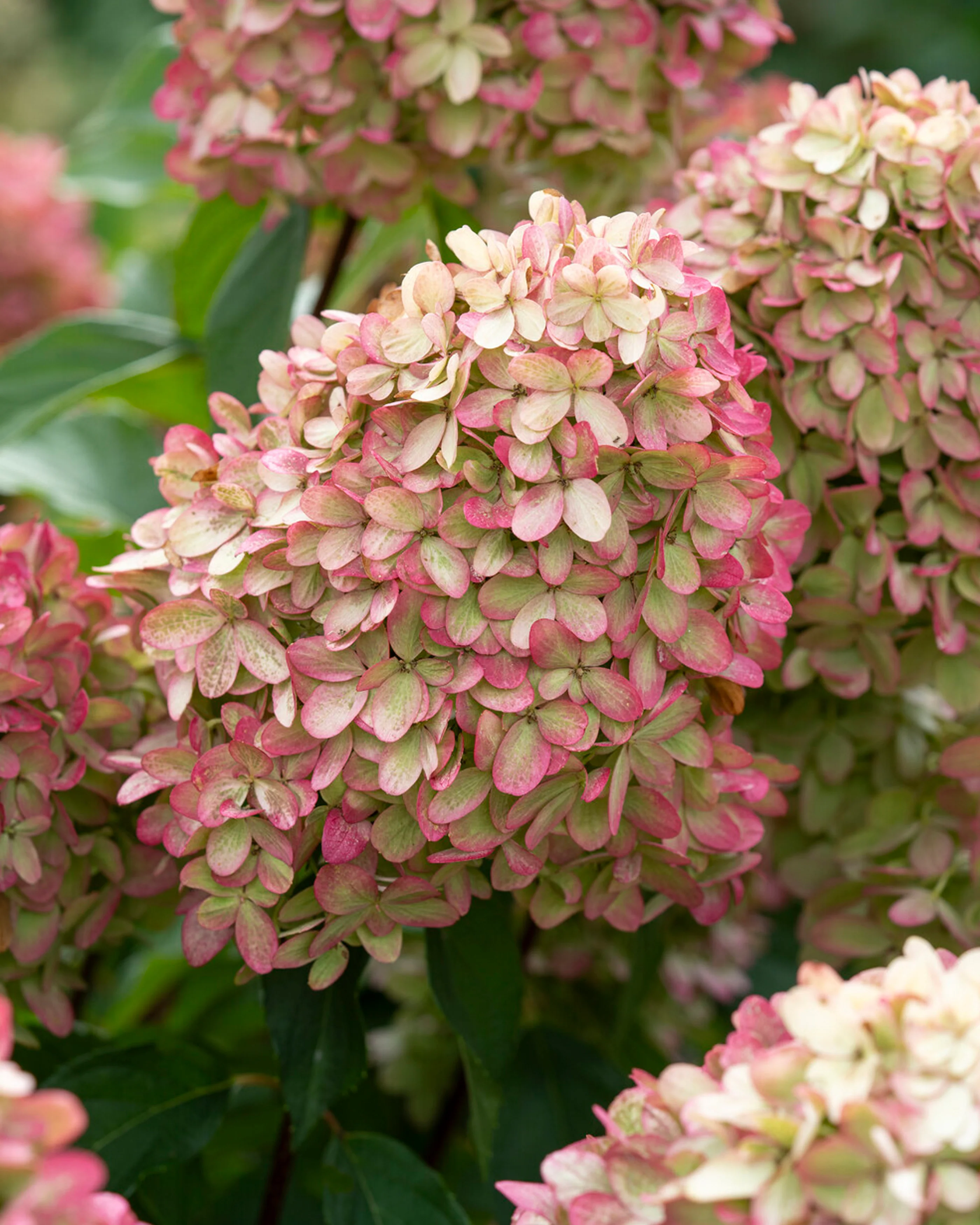 Hydrangea 'Graffiti' - Image 3