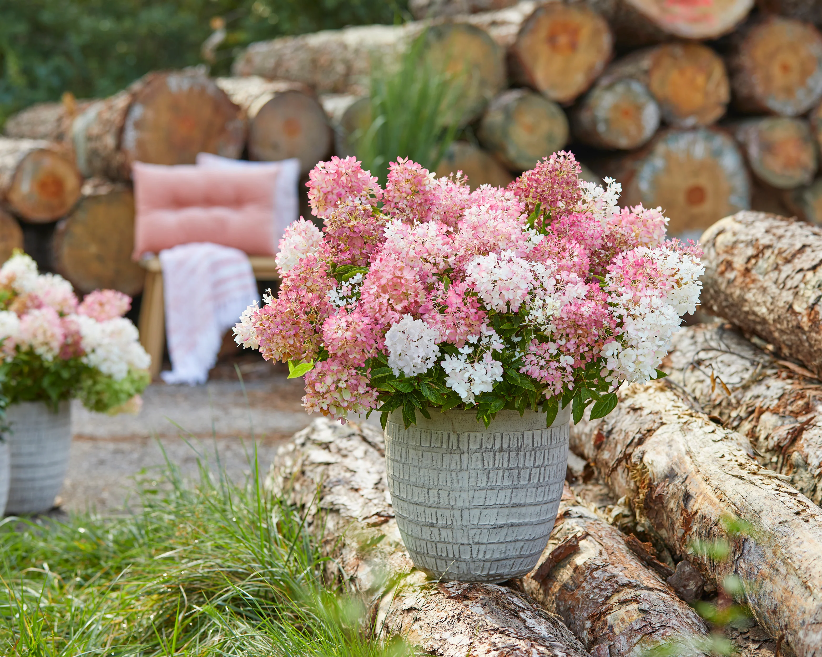 Hydrangea 'Groundbreaker Blush' - Image 3