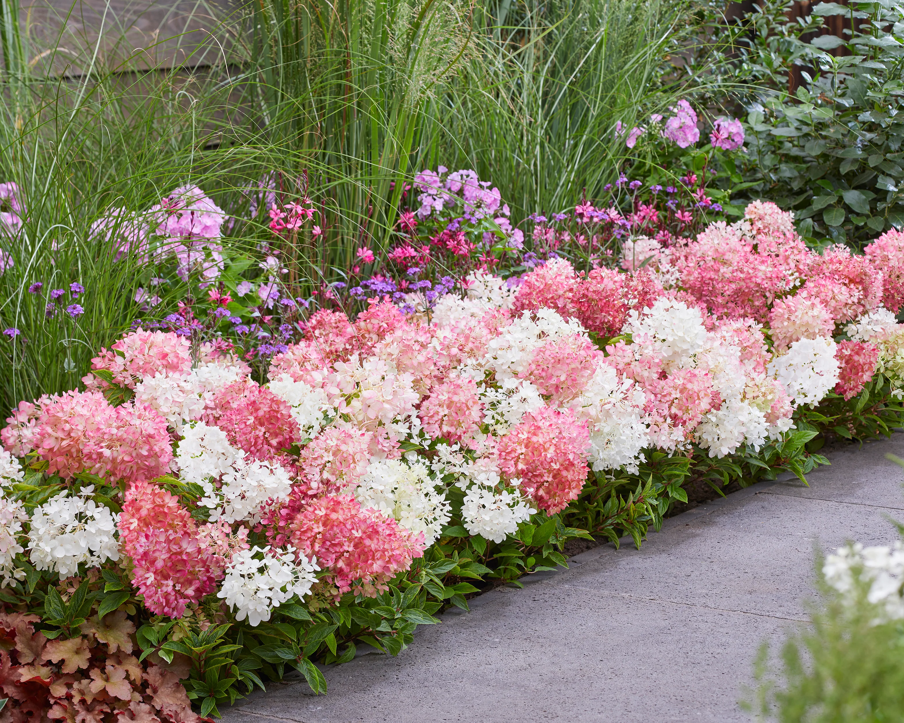 Hydrangea 'Groundbreaker Blush' - Image 4