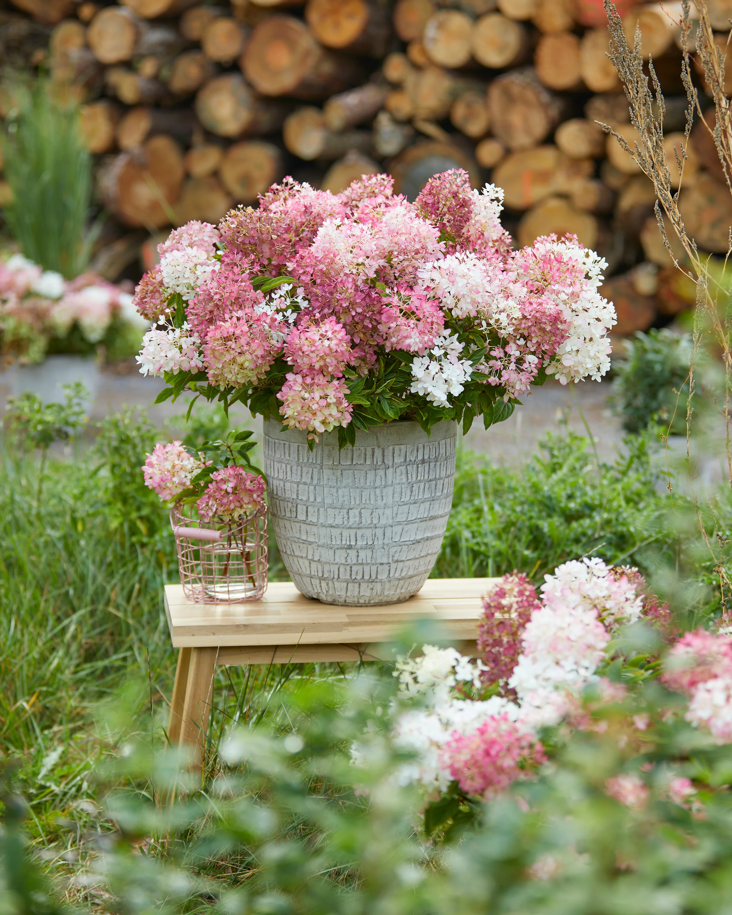 Hydrangea 'Groundbreaker Blush' - Image 7
