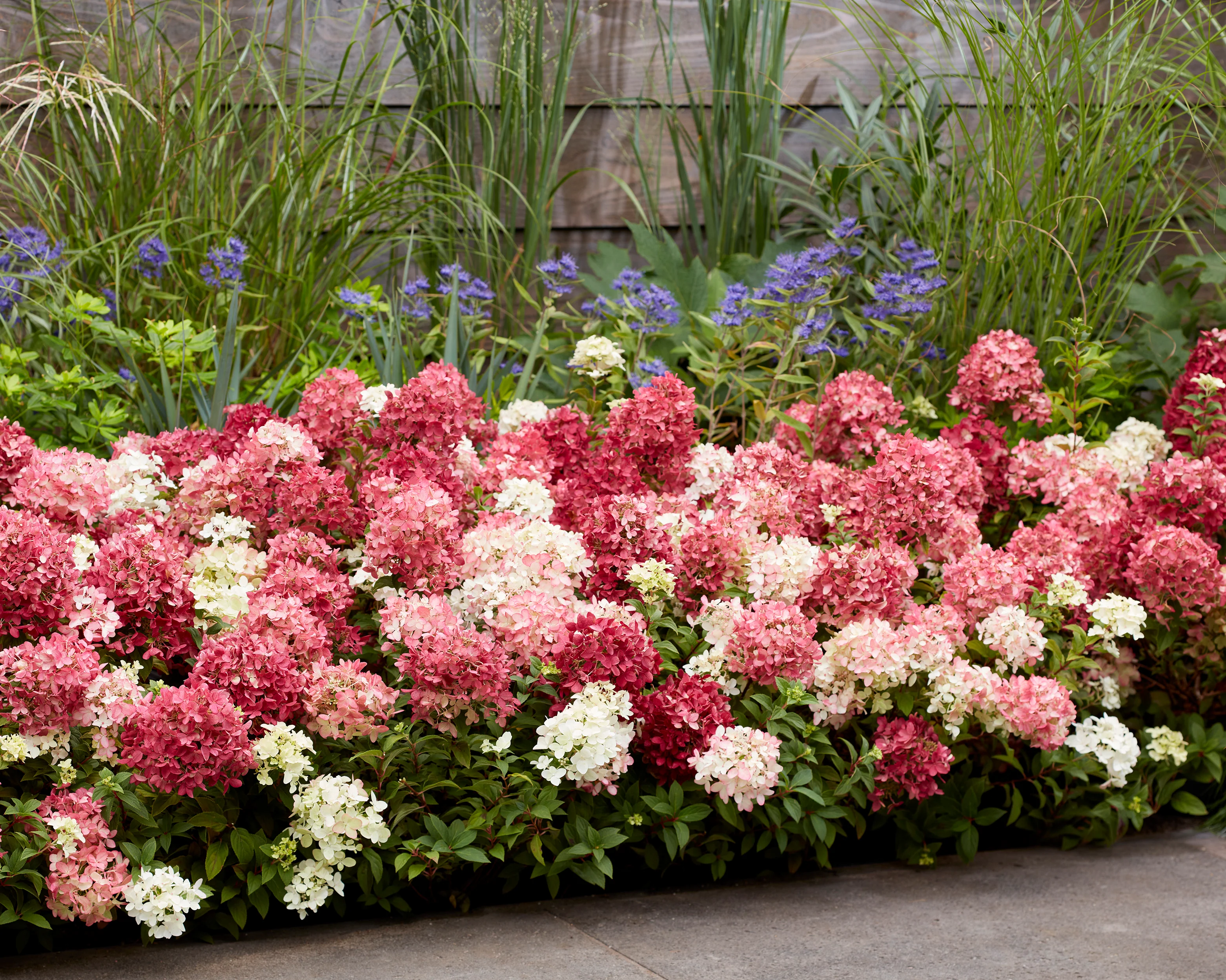 Hydrangea 'Groundbreaker Ruby' - Image 4