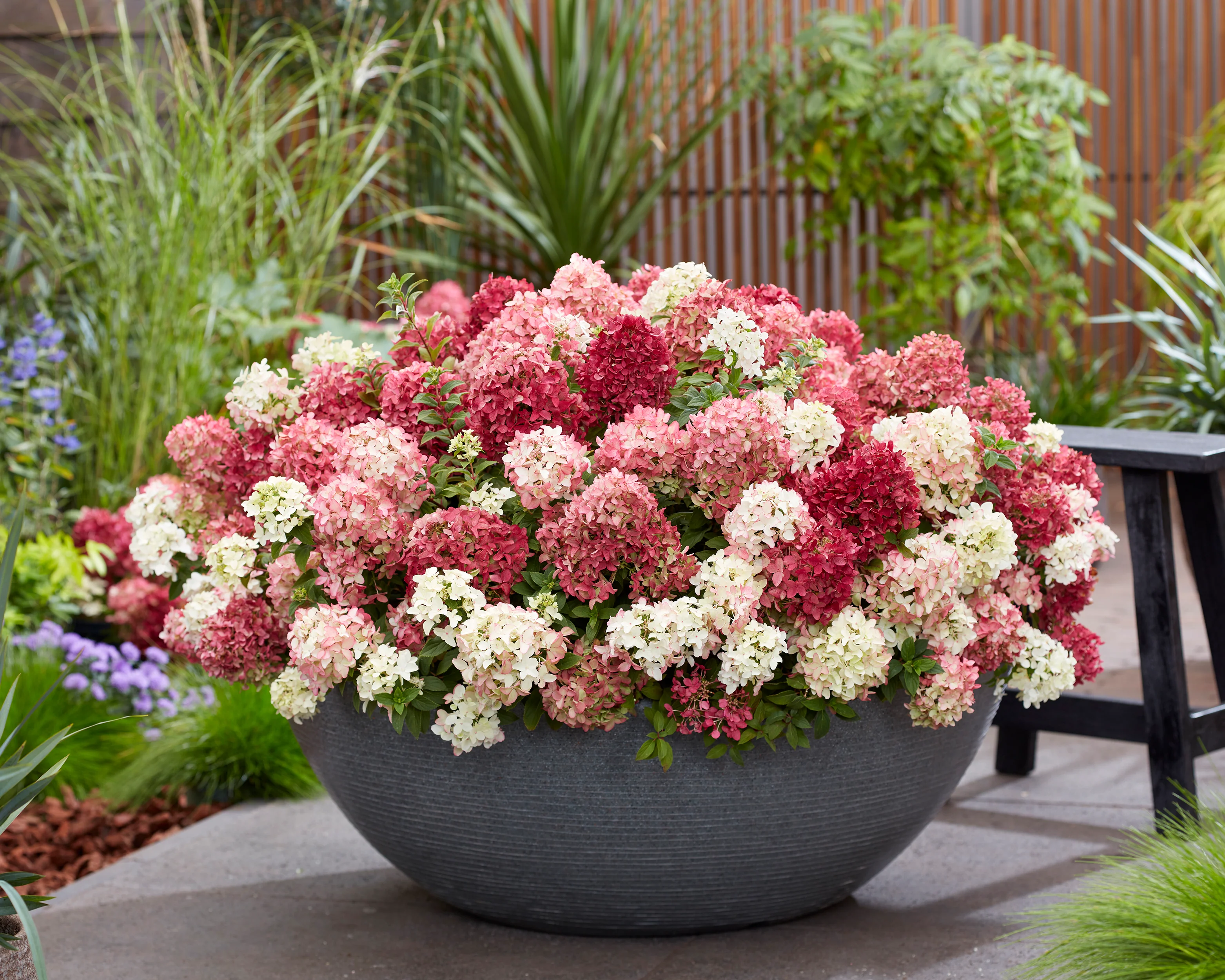 Hydrangea 'Groundbreaker Ruby' - Image 5