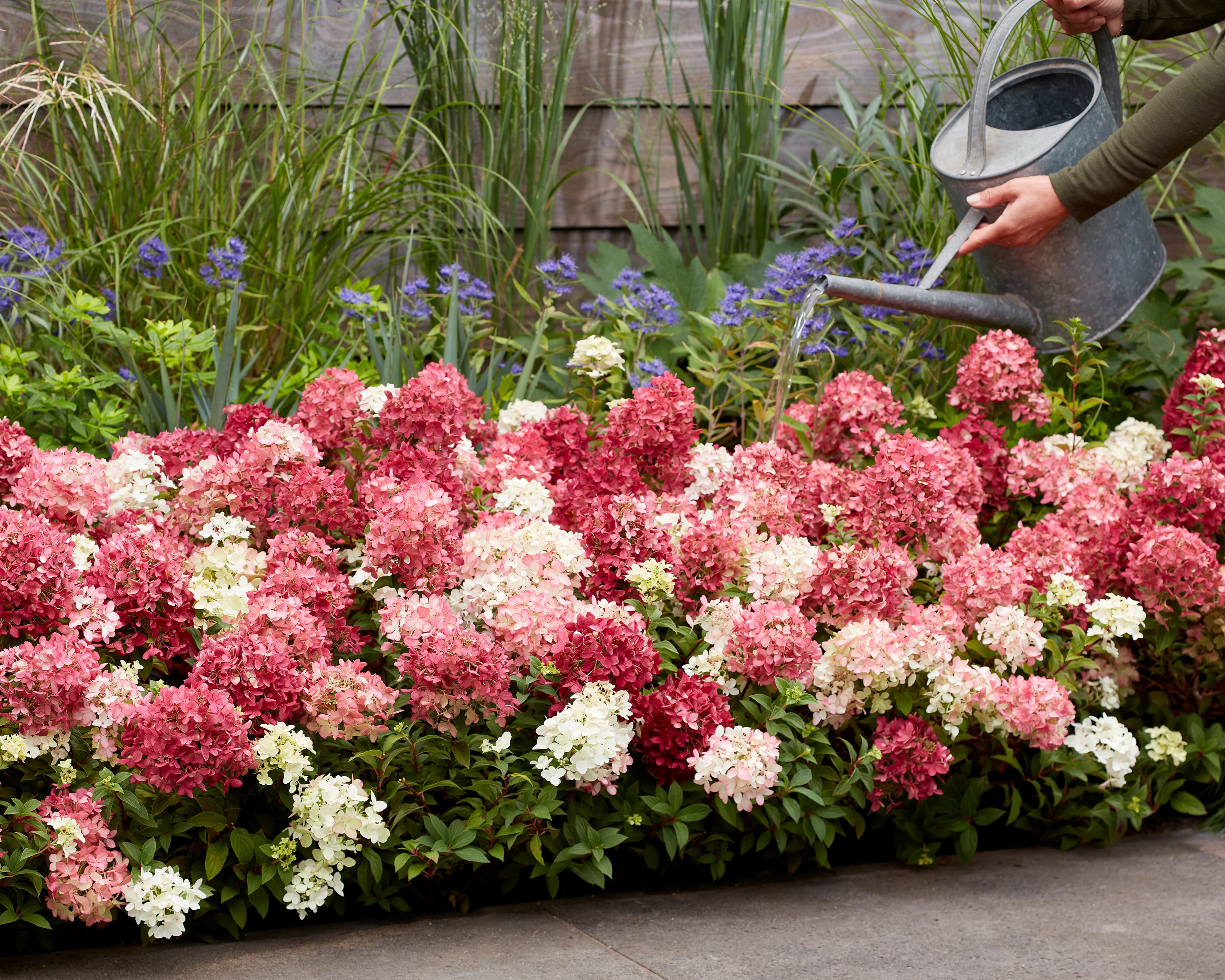 Hydrangea 'Groundbreaker Ruby' - Image 6
