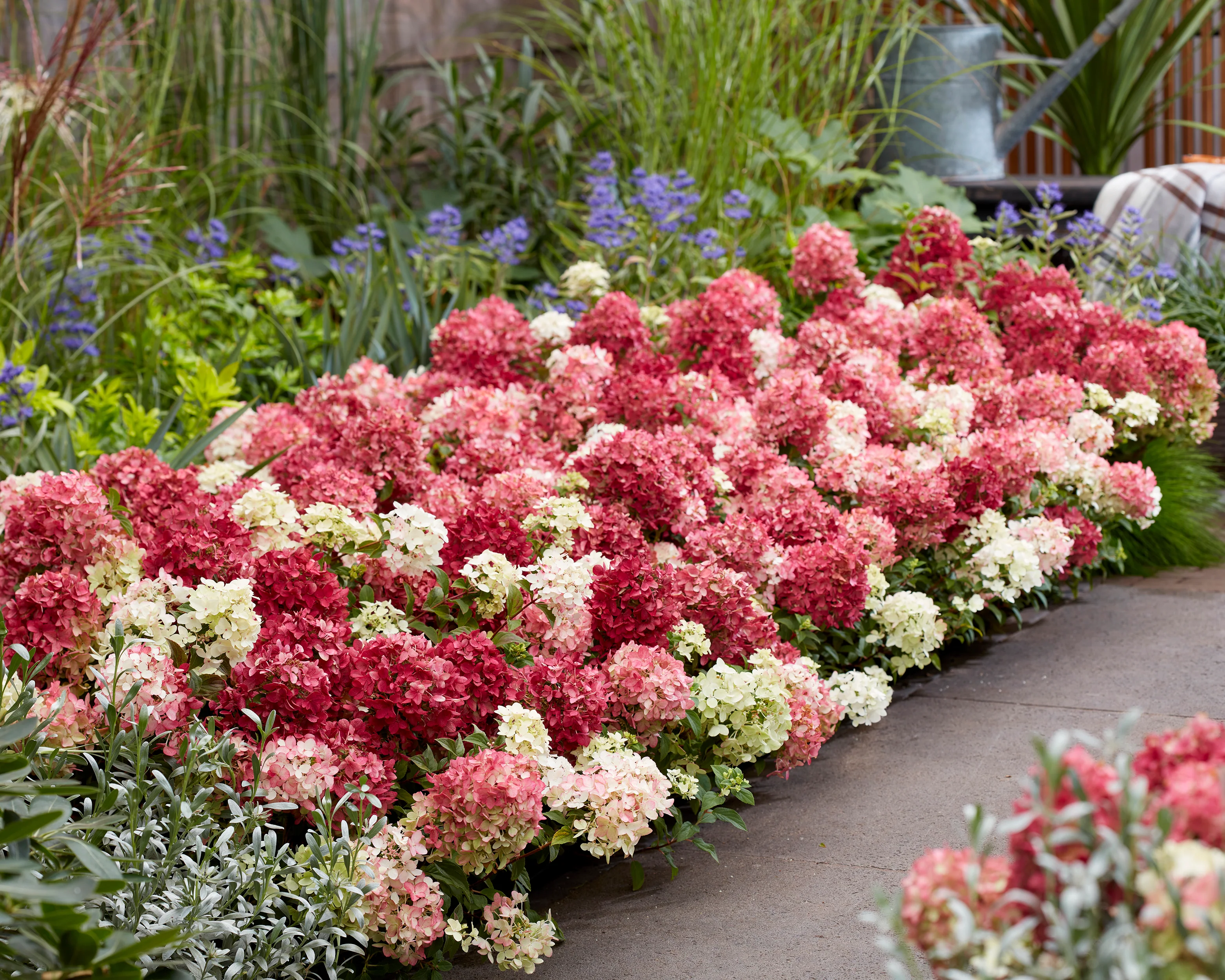 Hydrangea 'Groundbreaker Ruby' - Image 8