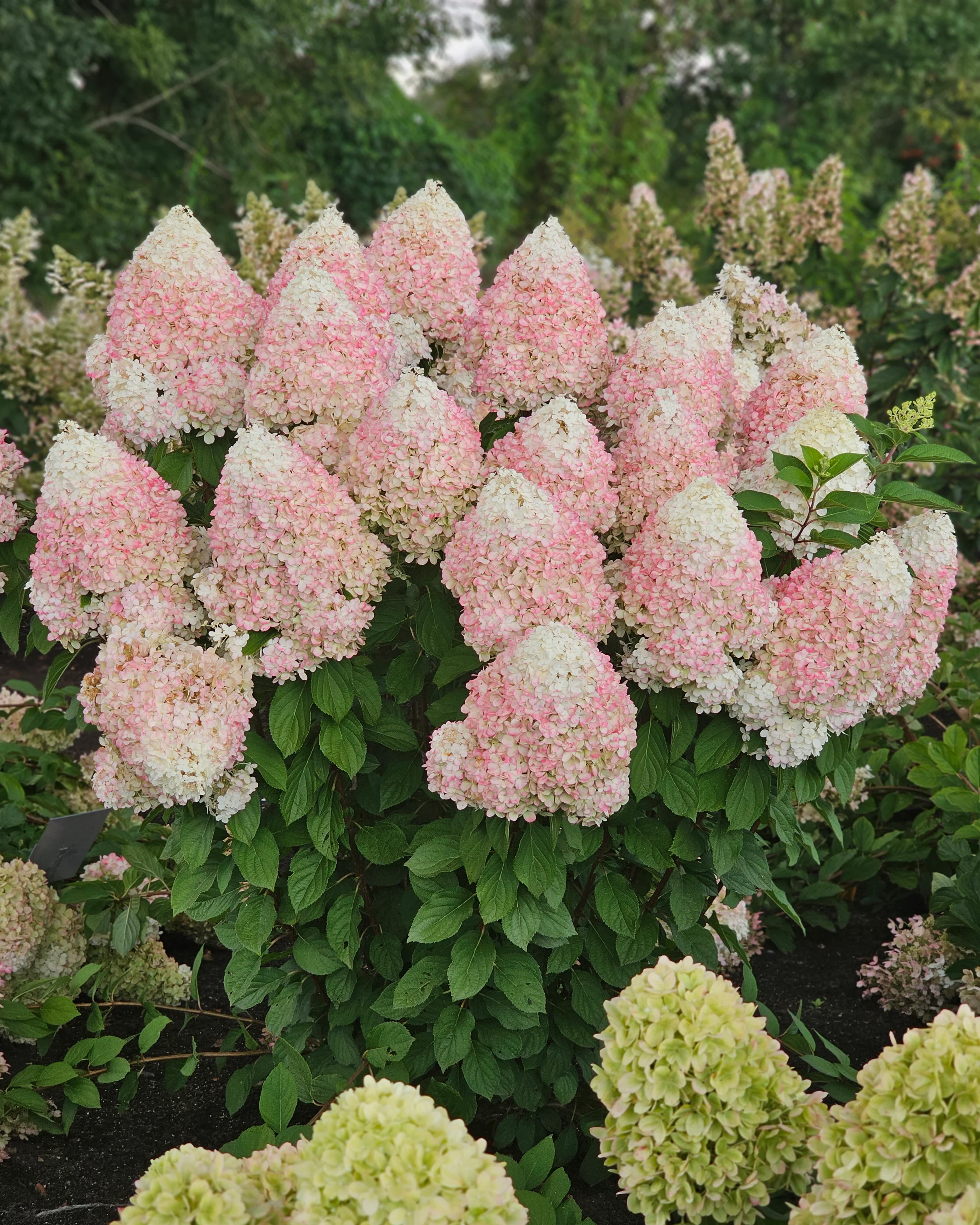Hydrangea 'Hercules' - Image 2
