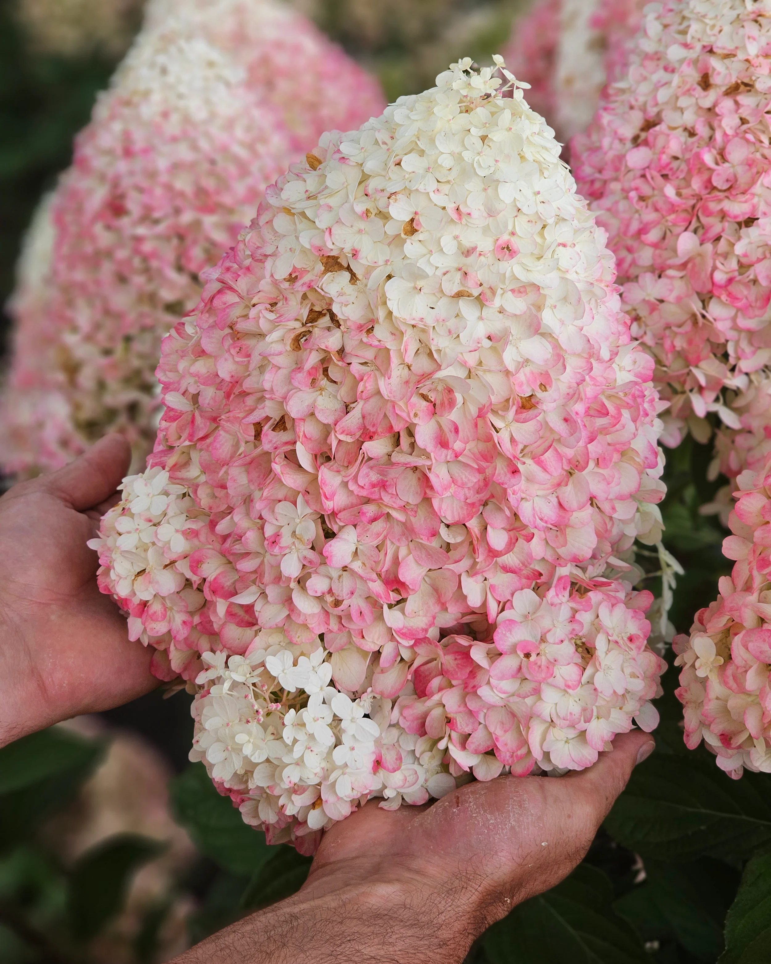 Hydrangea 'Hercules' - Image 3