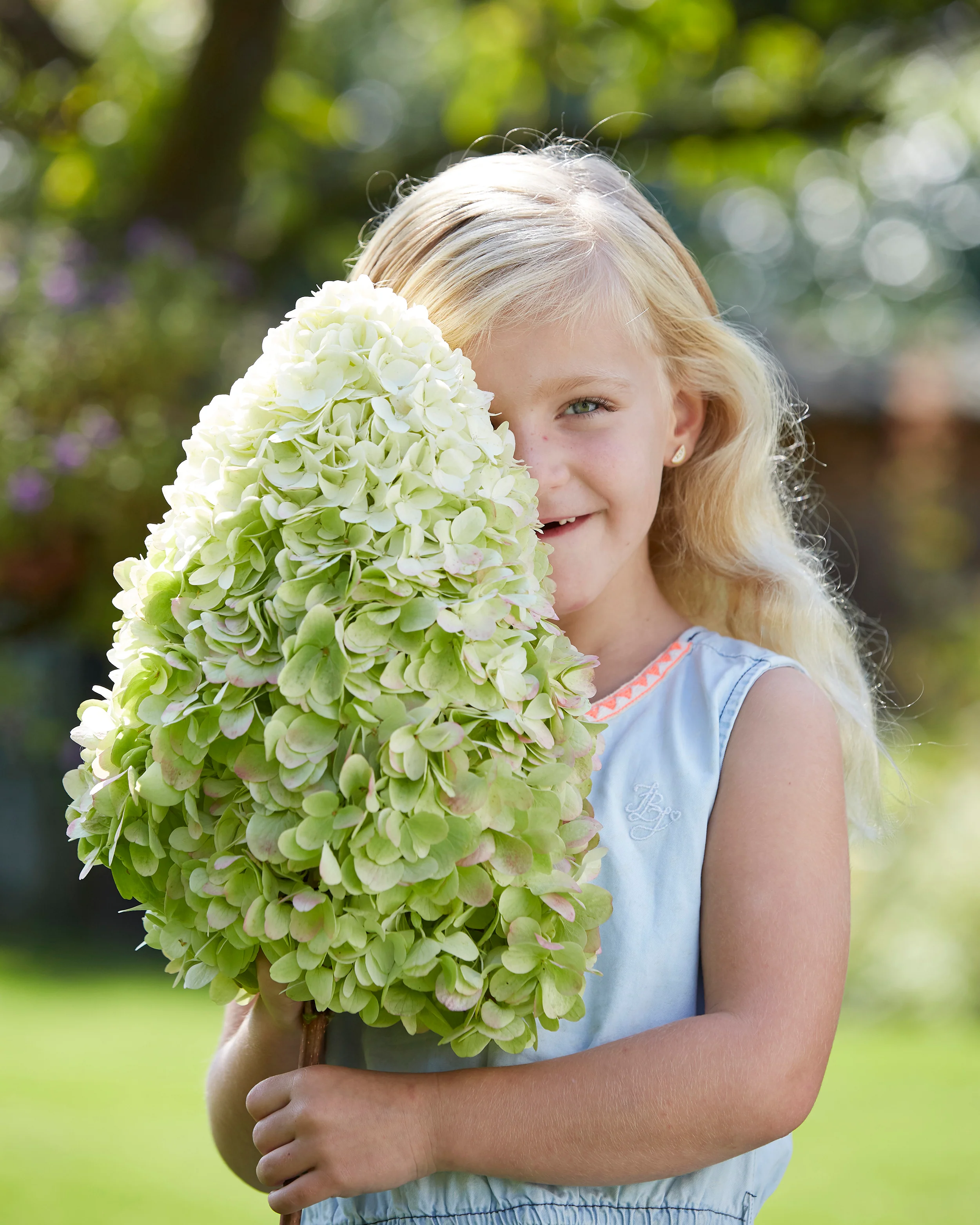 Hydrangea 'Hercules' - Image 6