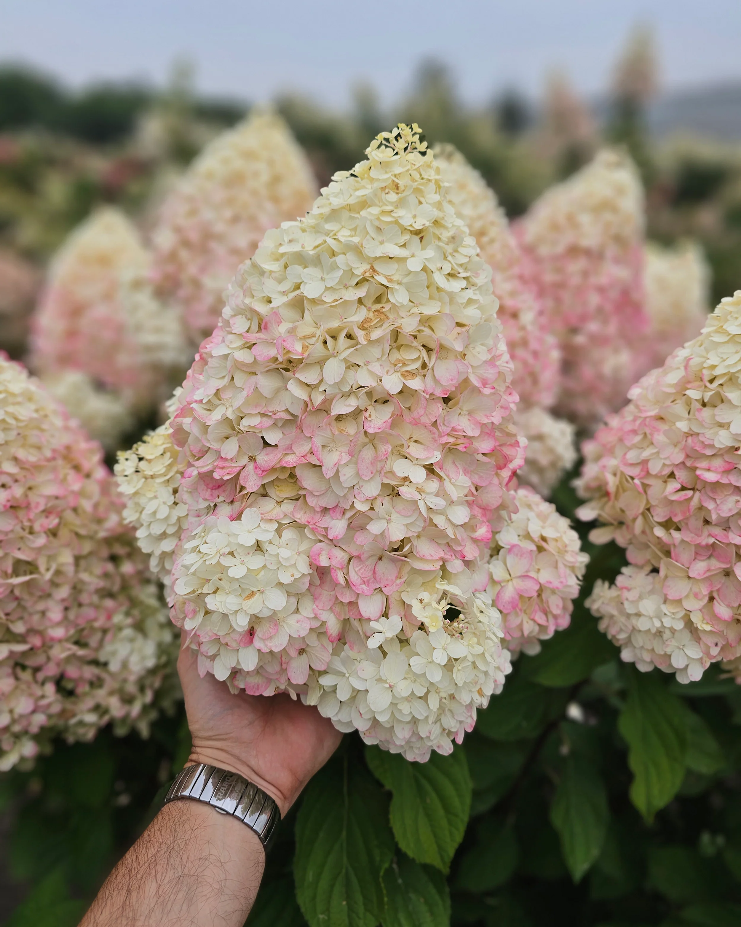 Hydrangea 'Hercules' - Image 7