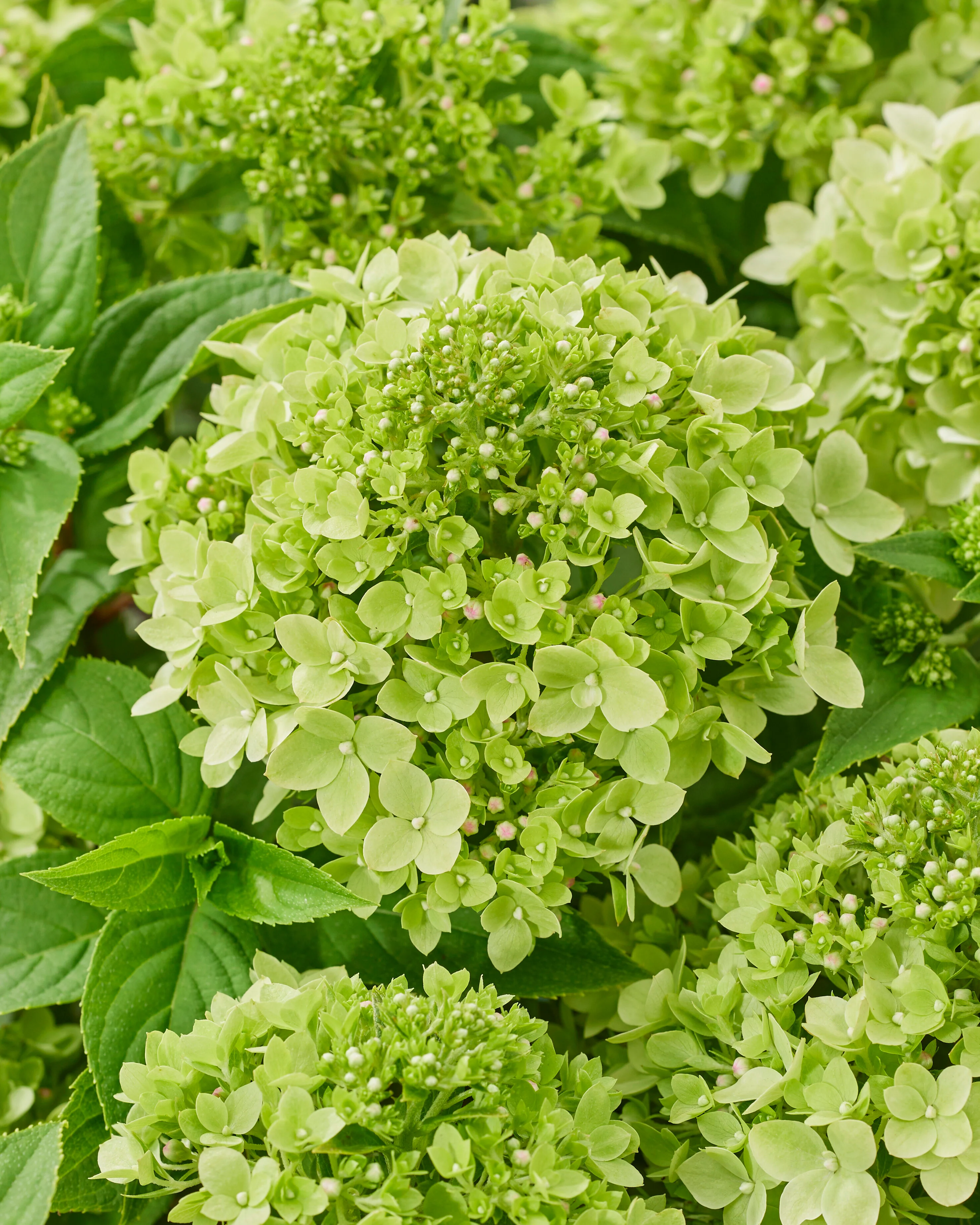 Hydrangea 'Little Apple' - Image 3