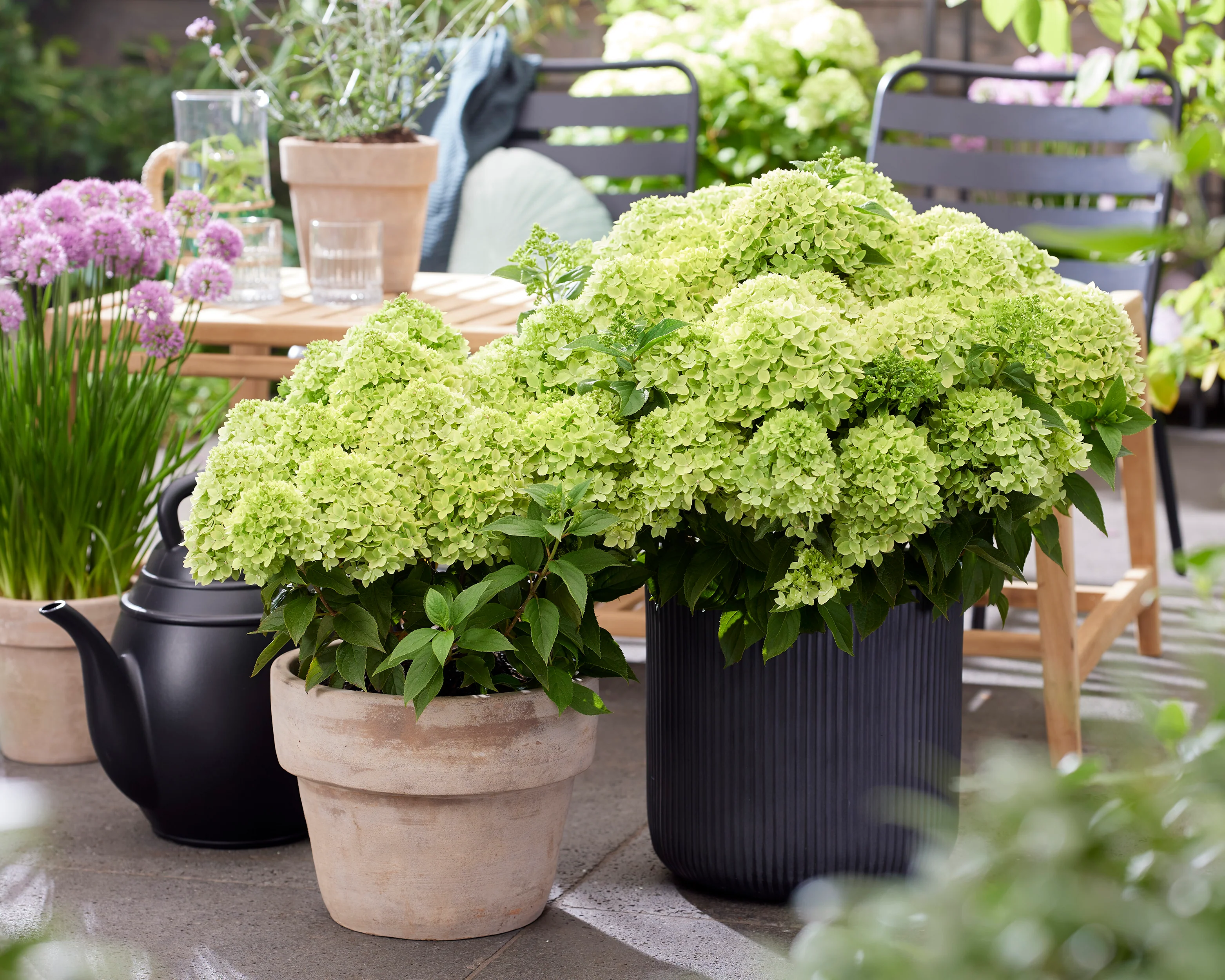 Hydrangea 'Little Apple' - Image 4