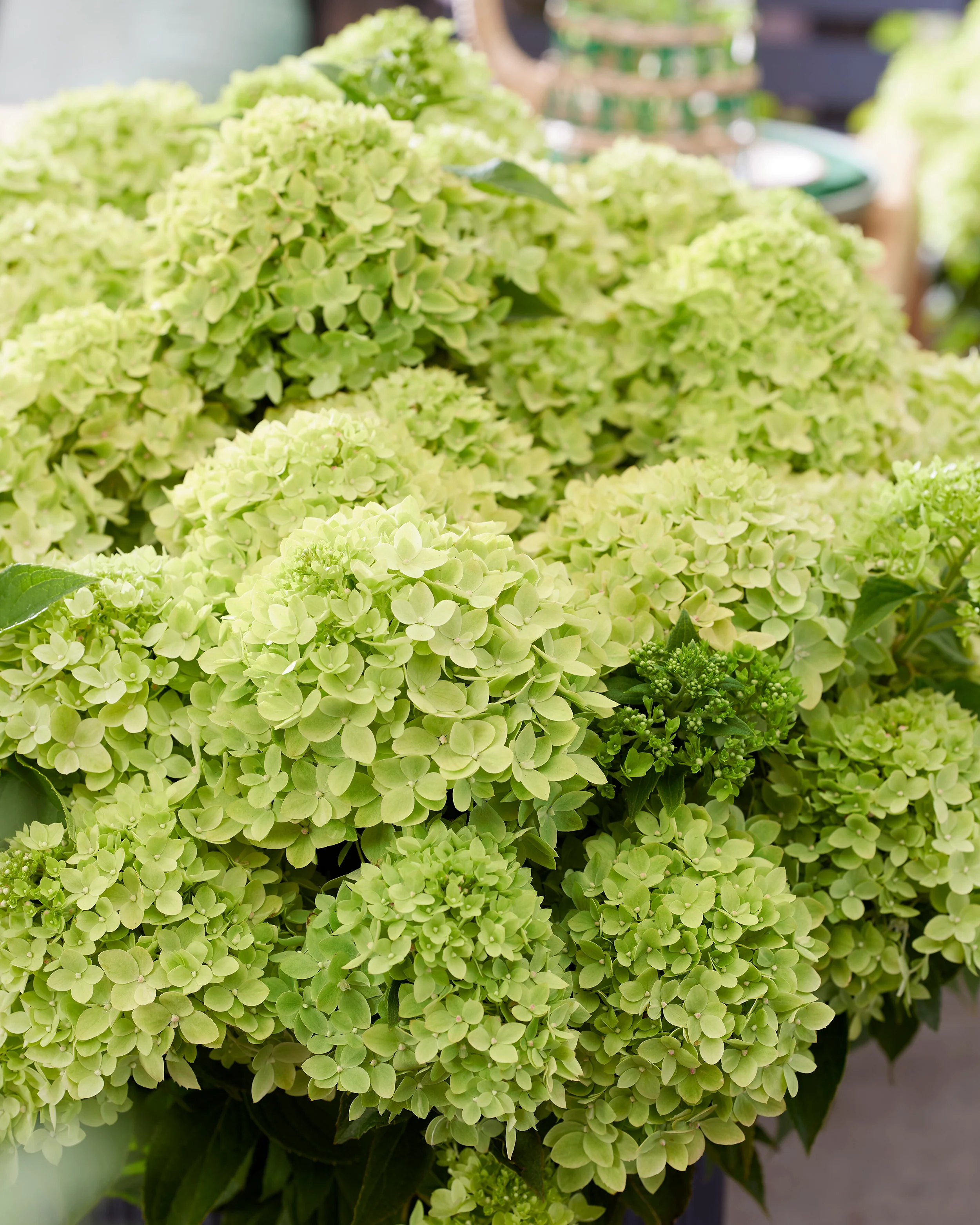 Hydrangea 'Little Apple' - Image 5