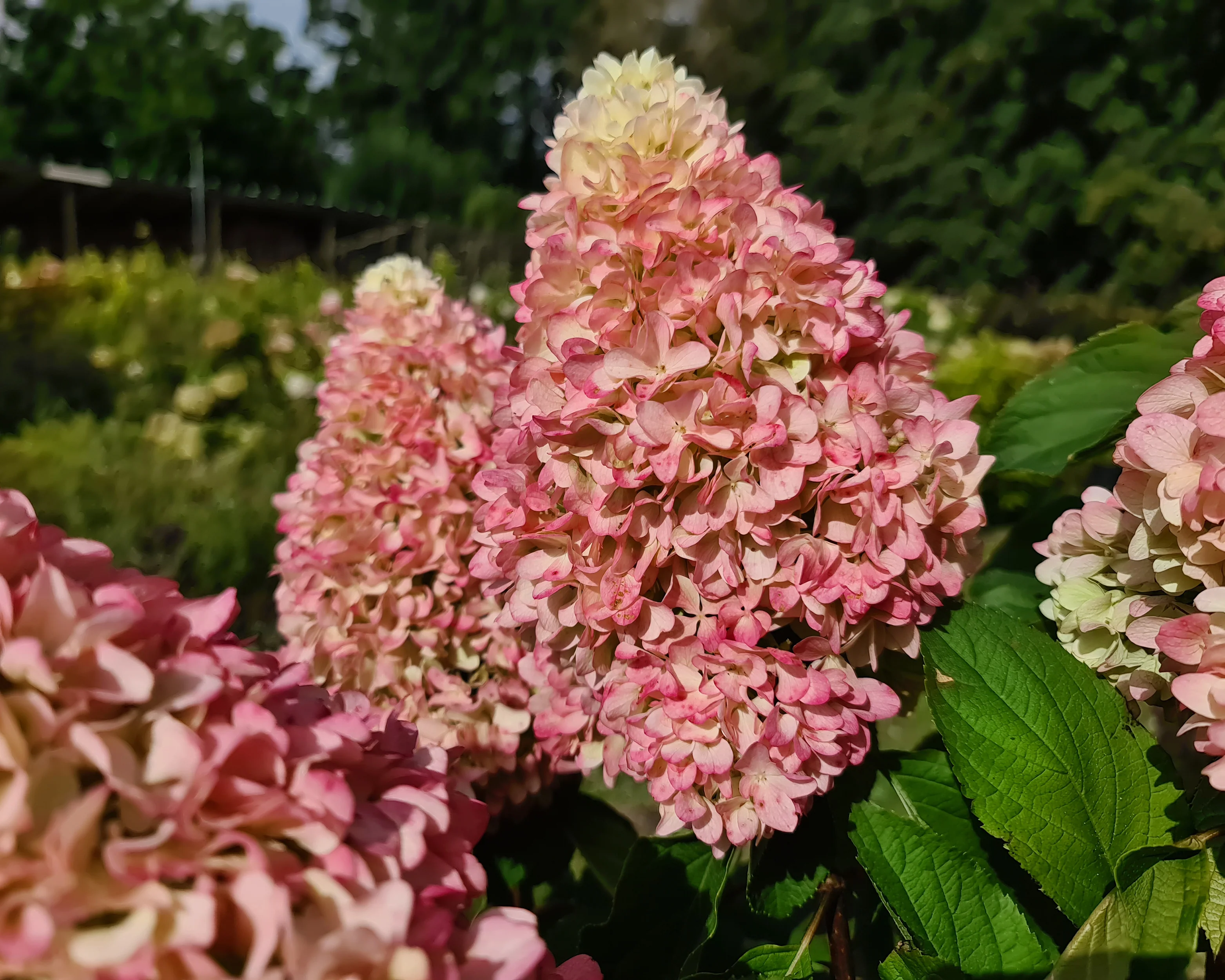 Hydrangea 'Little Fresco' - Image 11