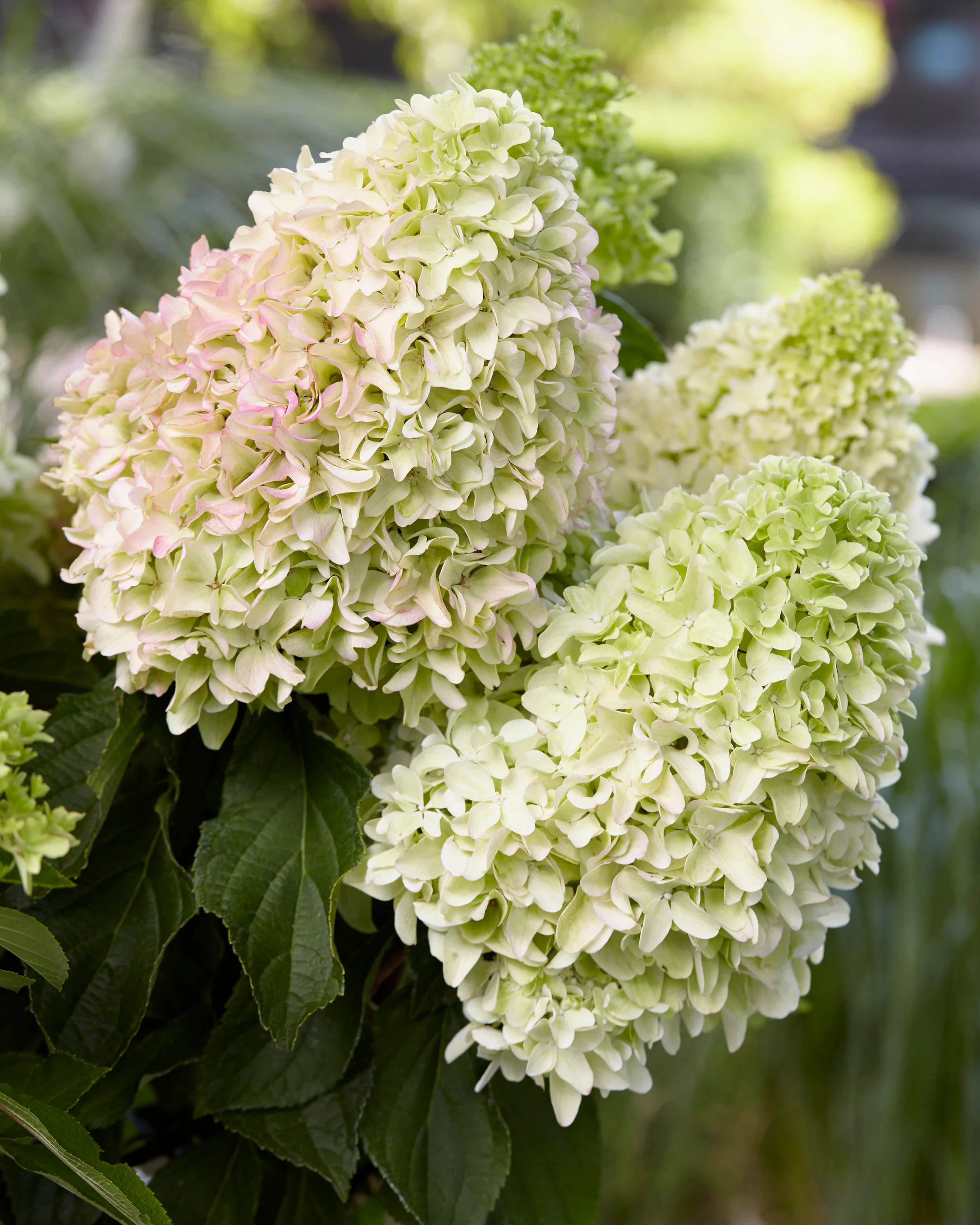 Hydrangea 'Little Fresco' - Image 13