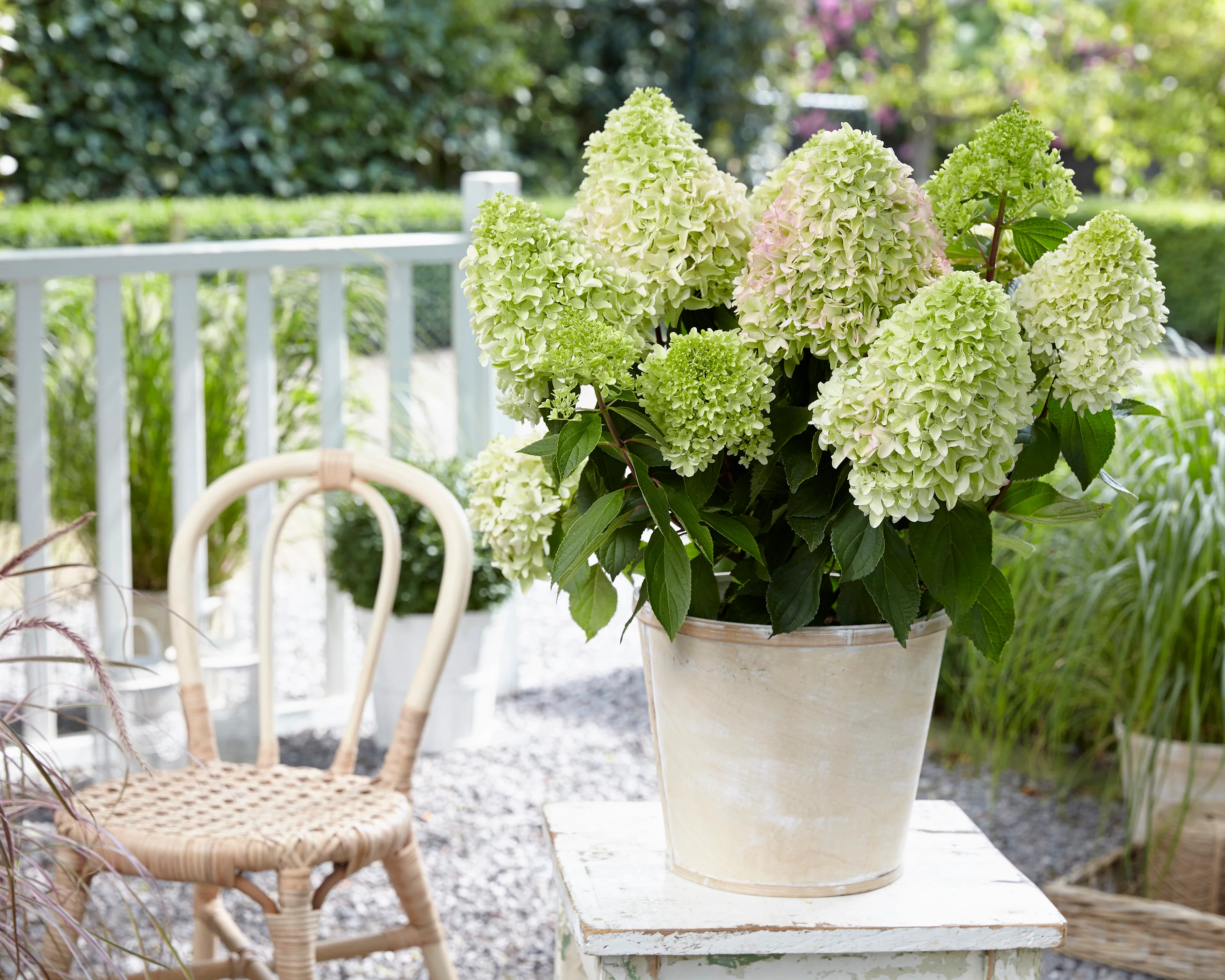 Hydrangea 'Little Fresco' - Image 14