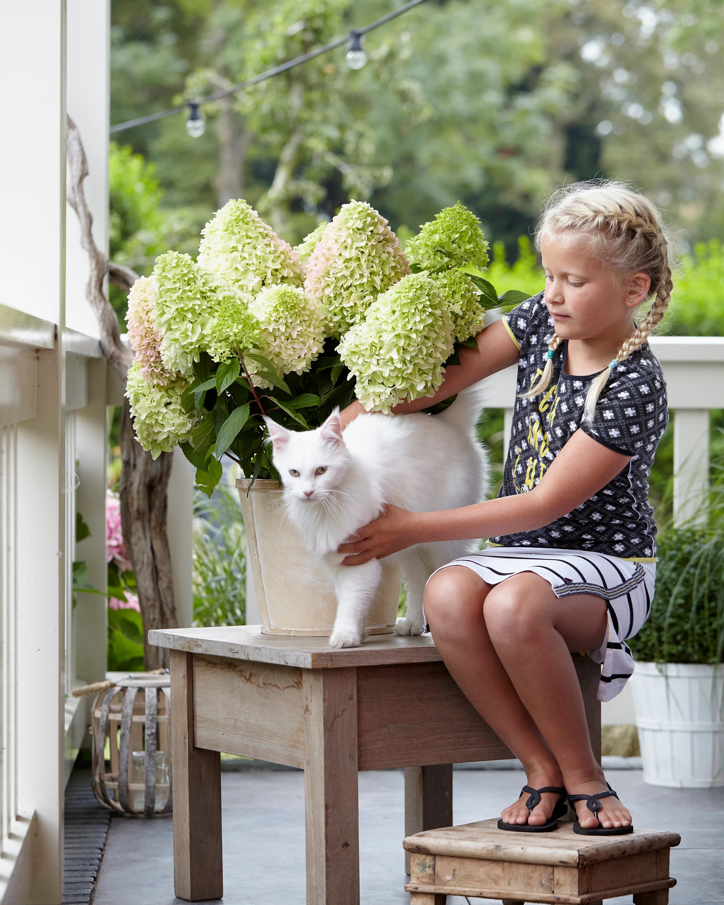 Hydrangea 'Little Fresco' - Image 3
