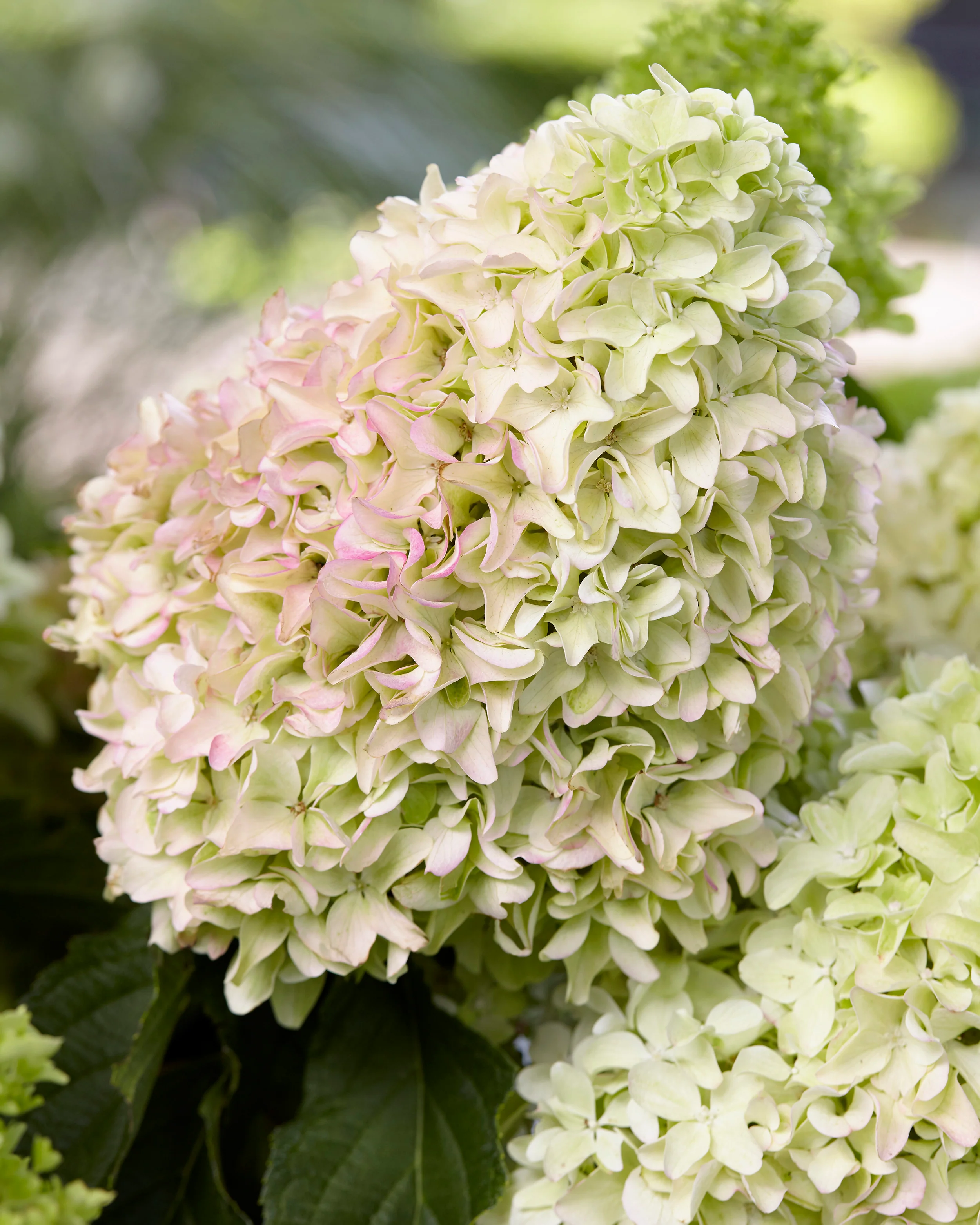 Hydrangea 'Little Fresco' - Image 4